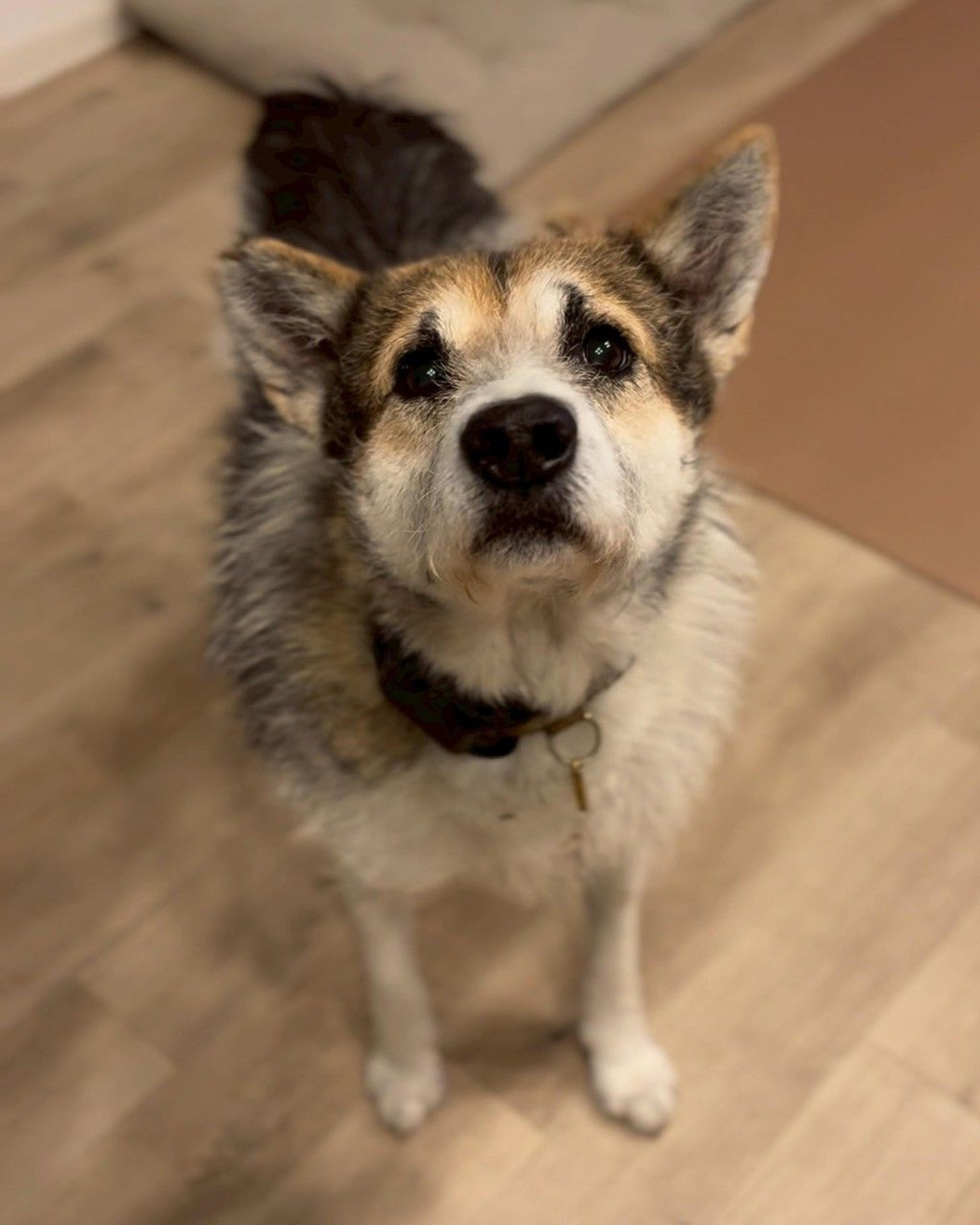 pet-image-8