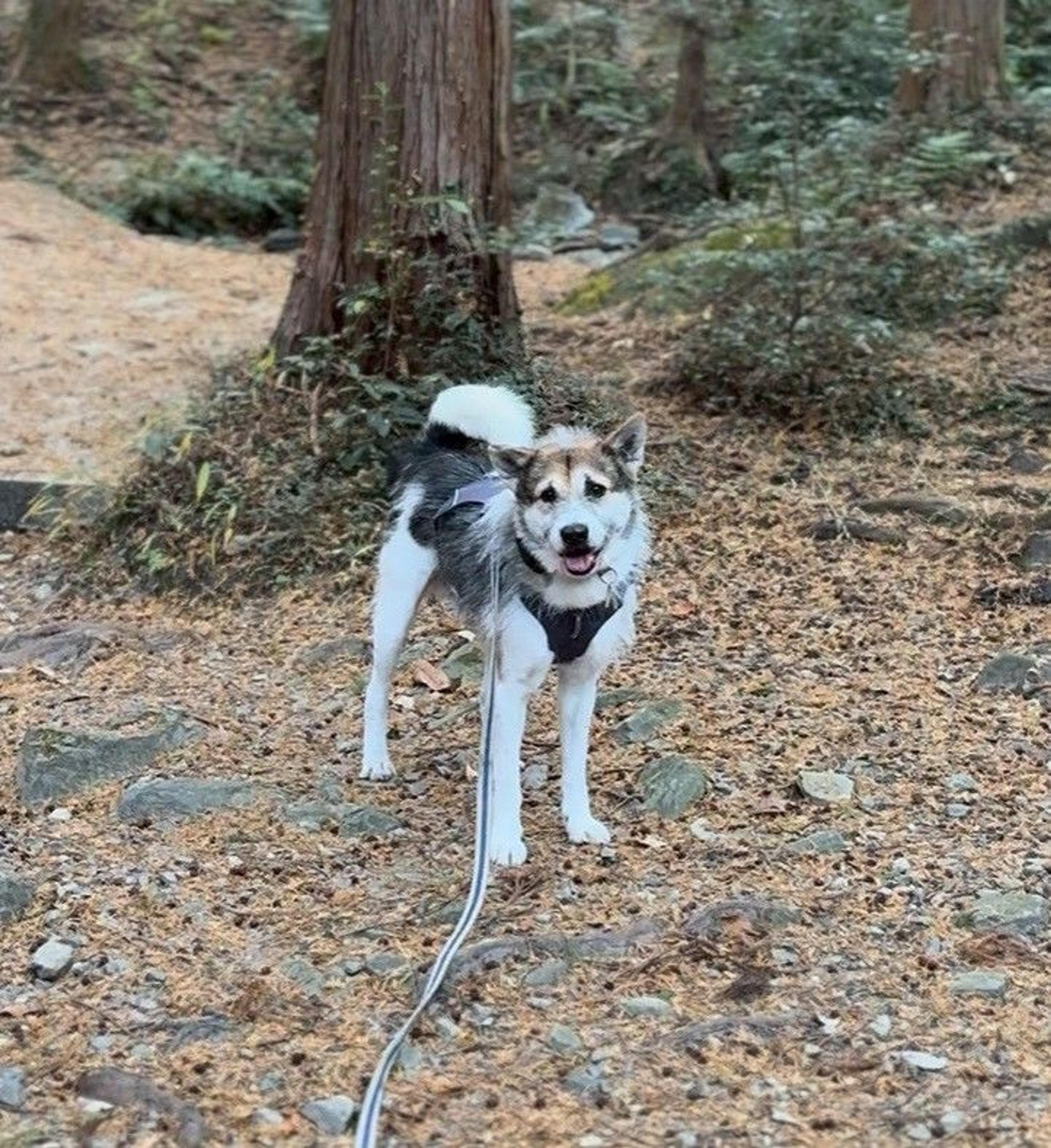 pet-image-9
