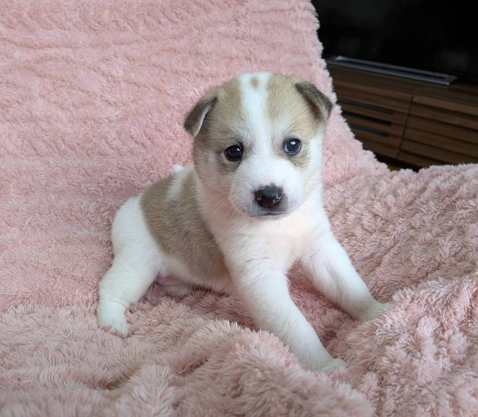 雑種（ミックス犬）・メスの里親募集の写真