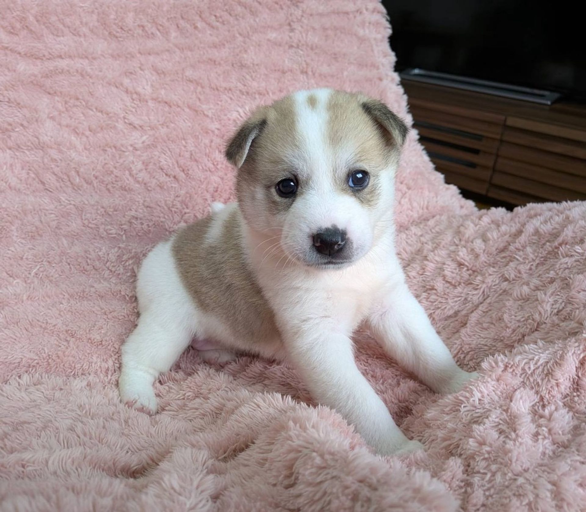 雑種（ミックス犬）・メスの里親募集の写真