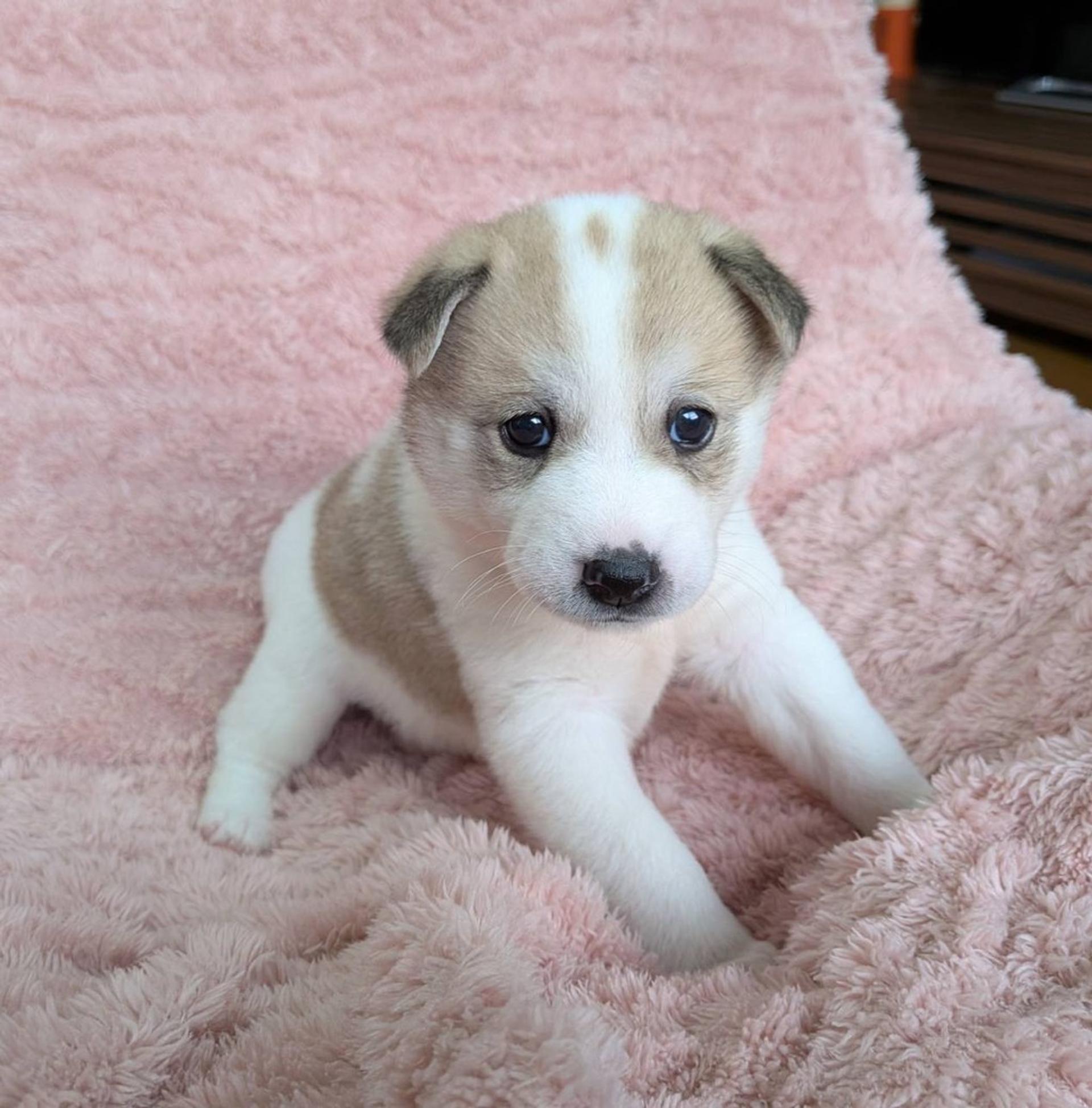 pet-image-2