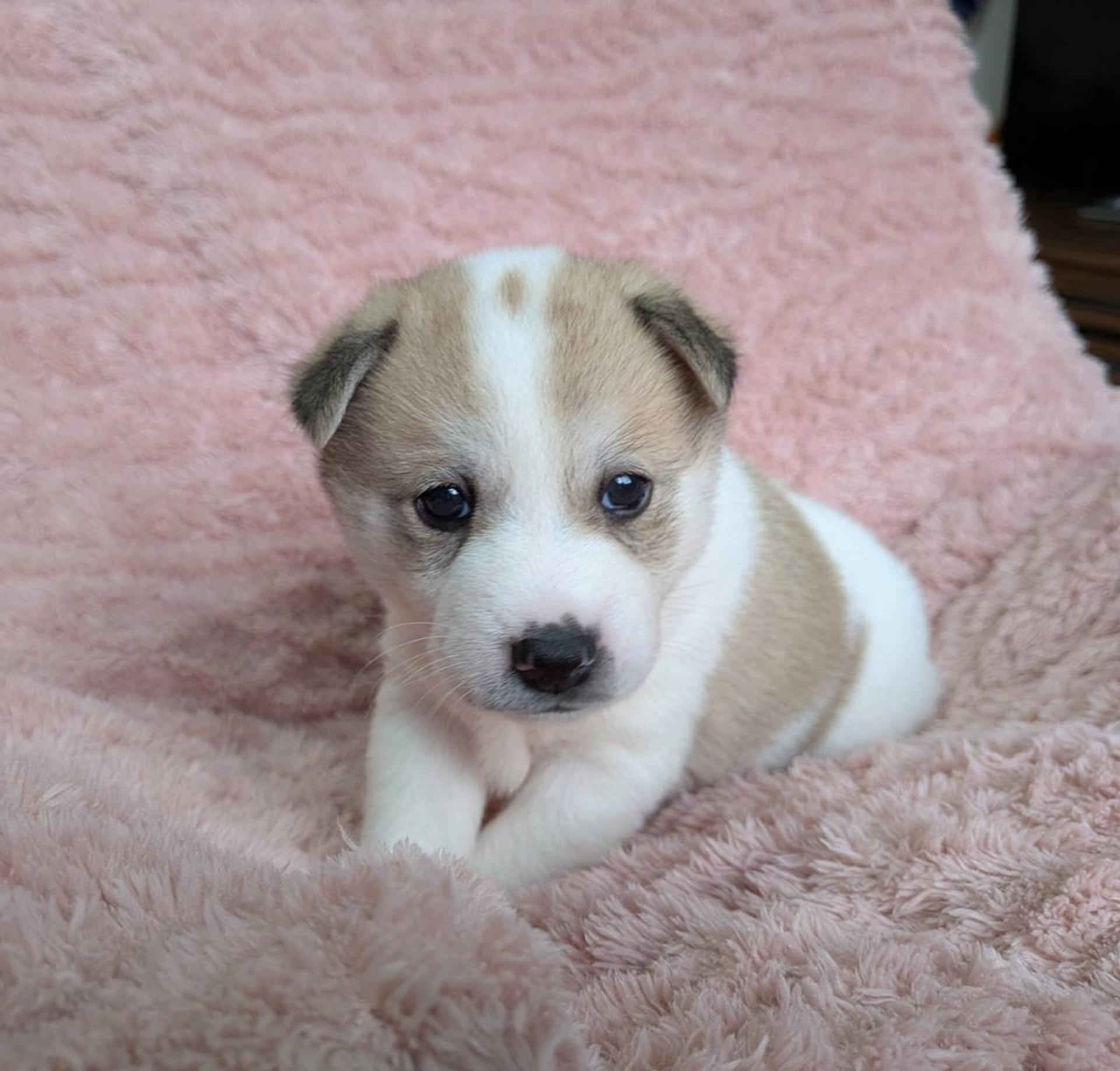 pet-image-3