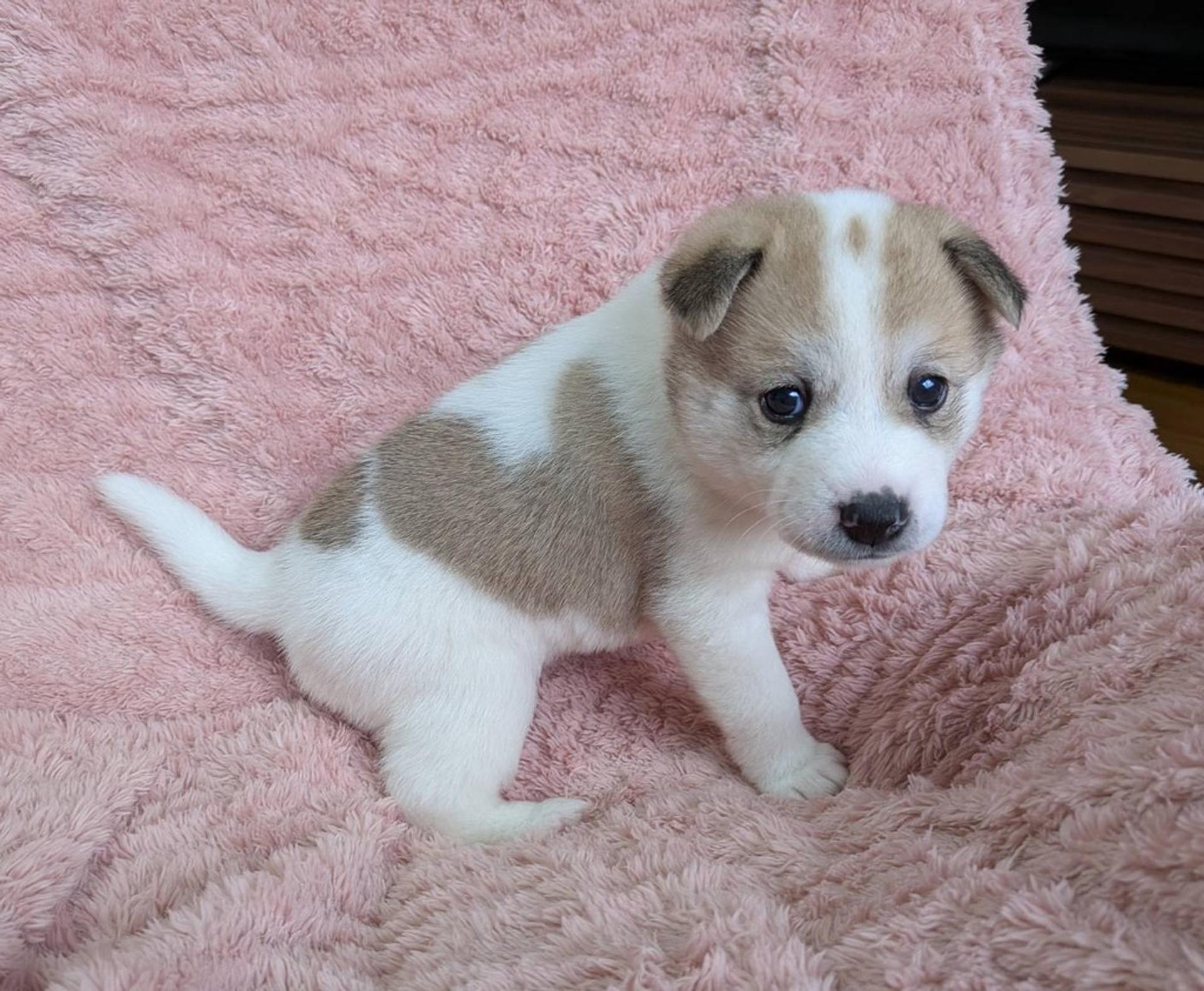 pet-image-6