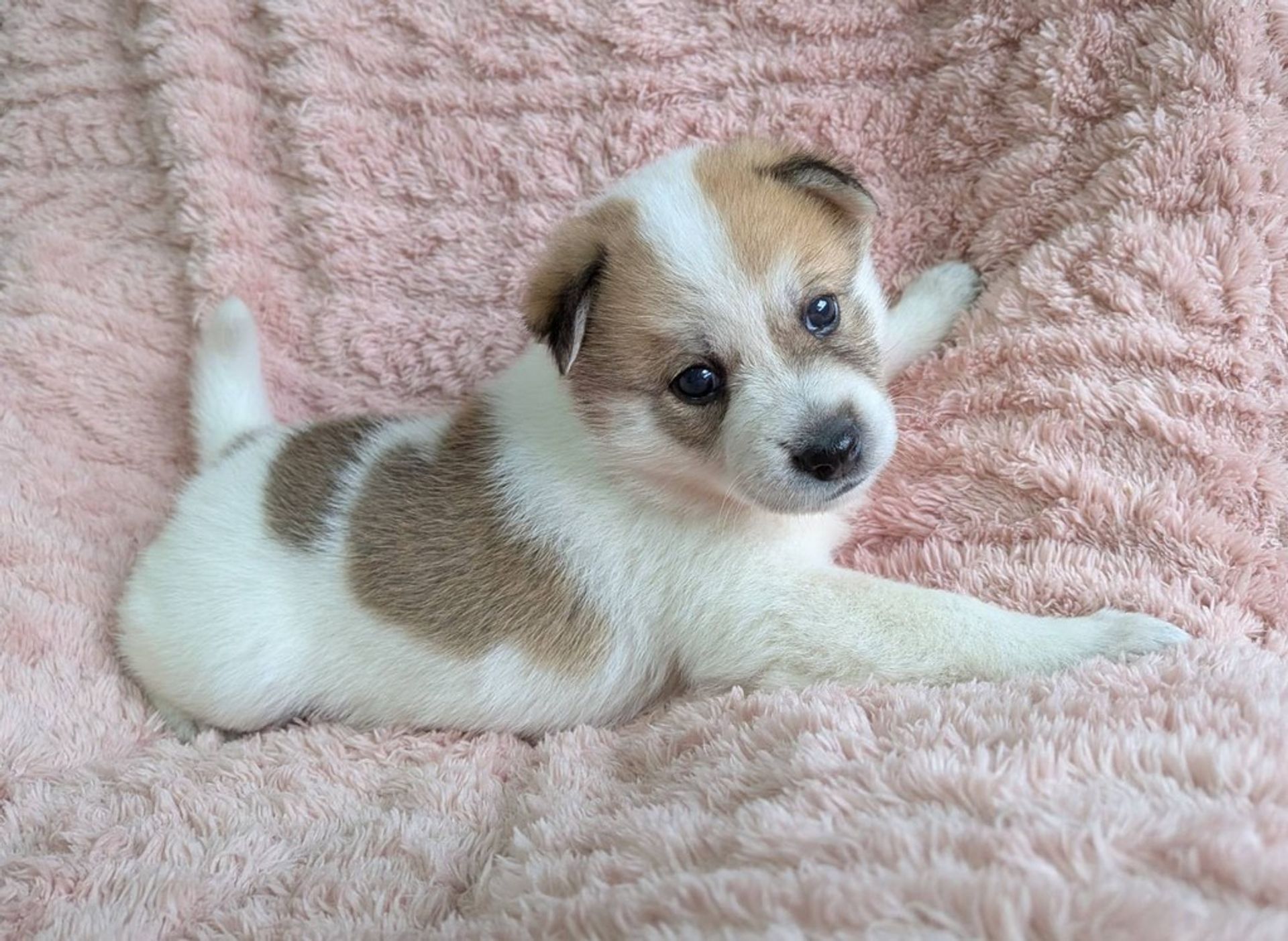 雑種（ミックス犬）・メスの里親募集の写真