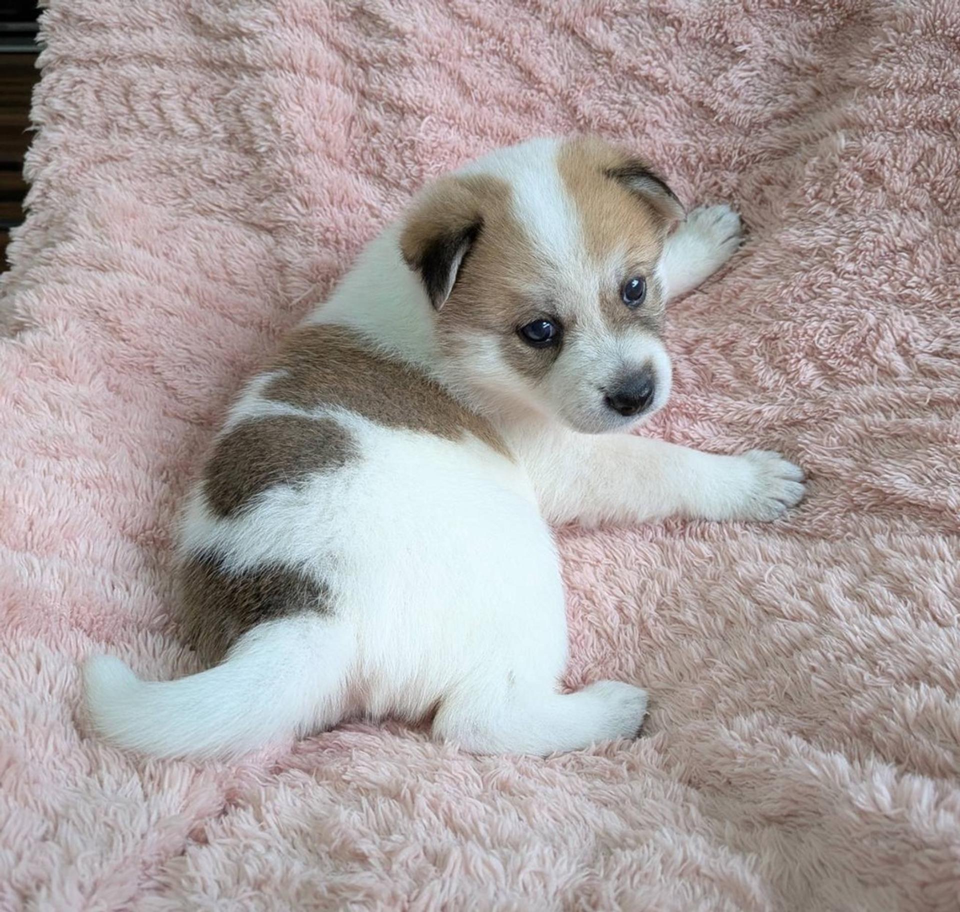 pet-image-2