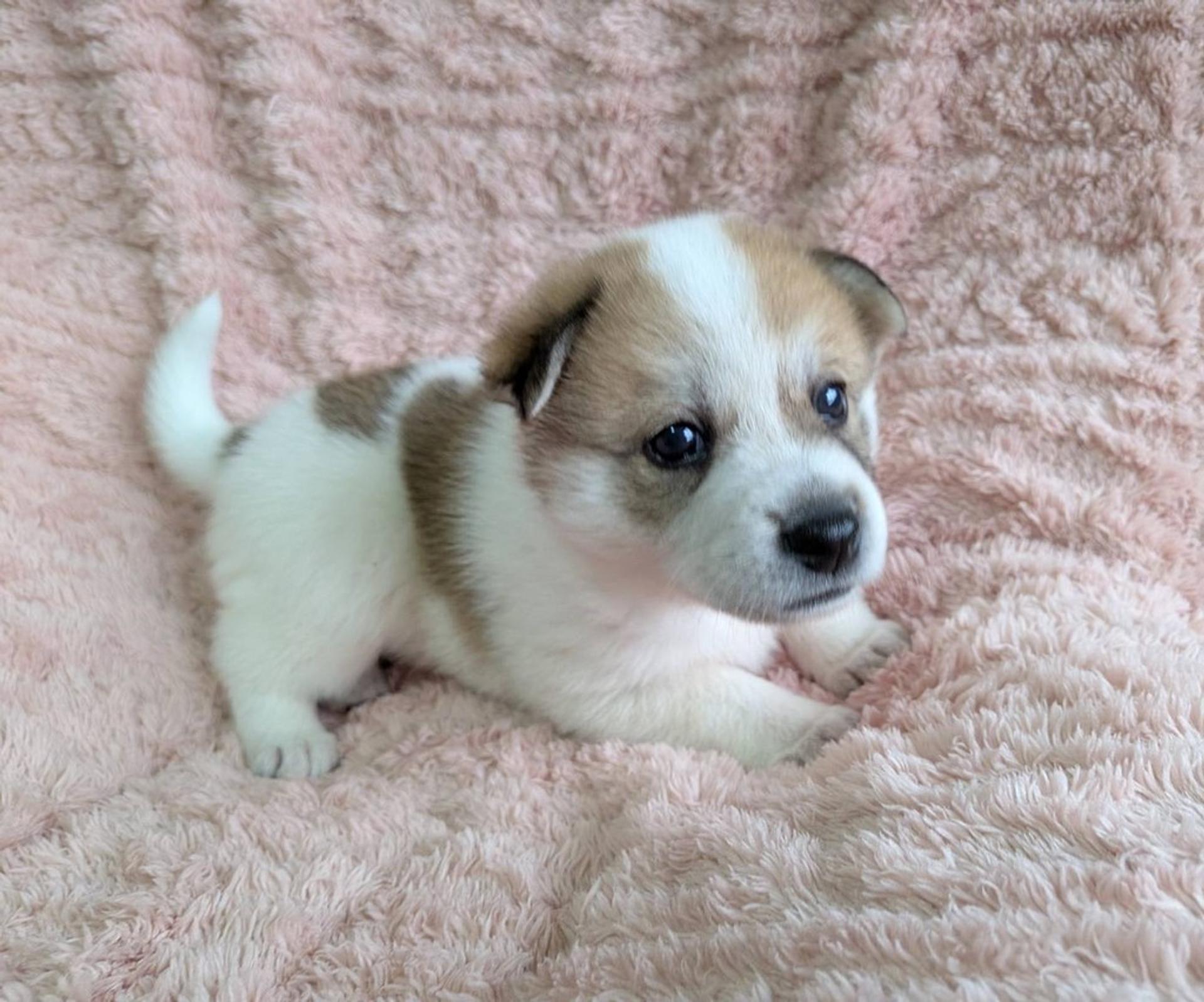pet-image-3