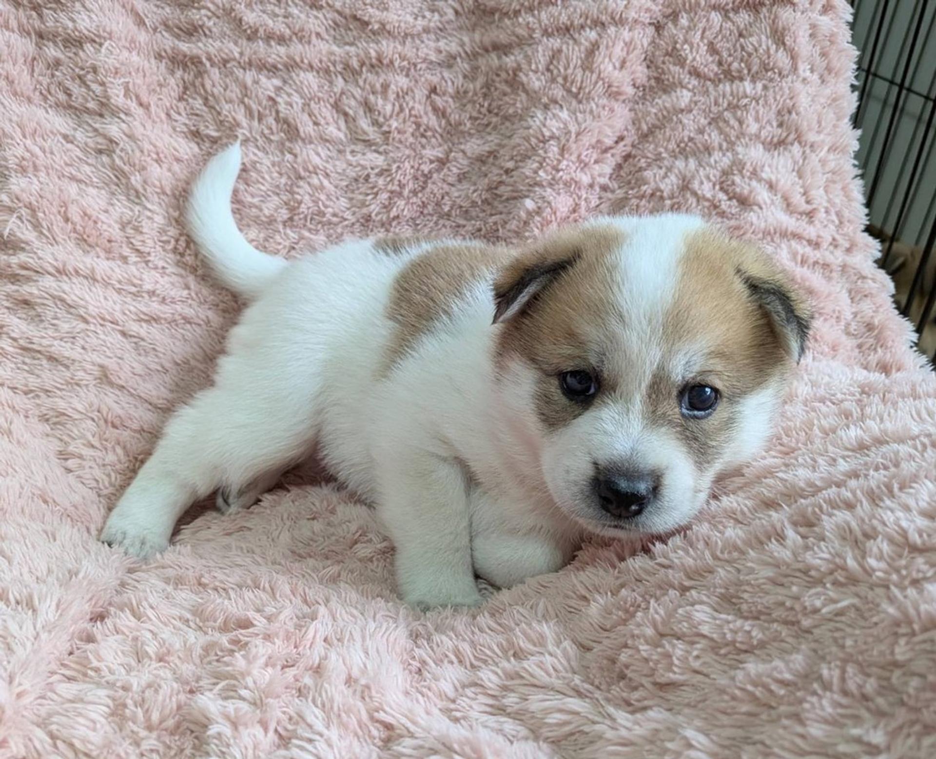 pet-image-4