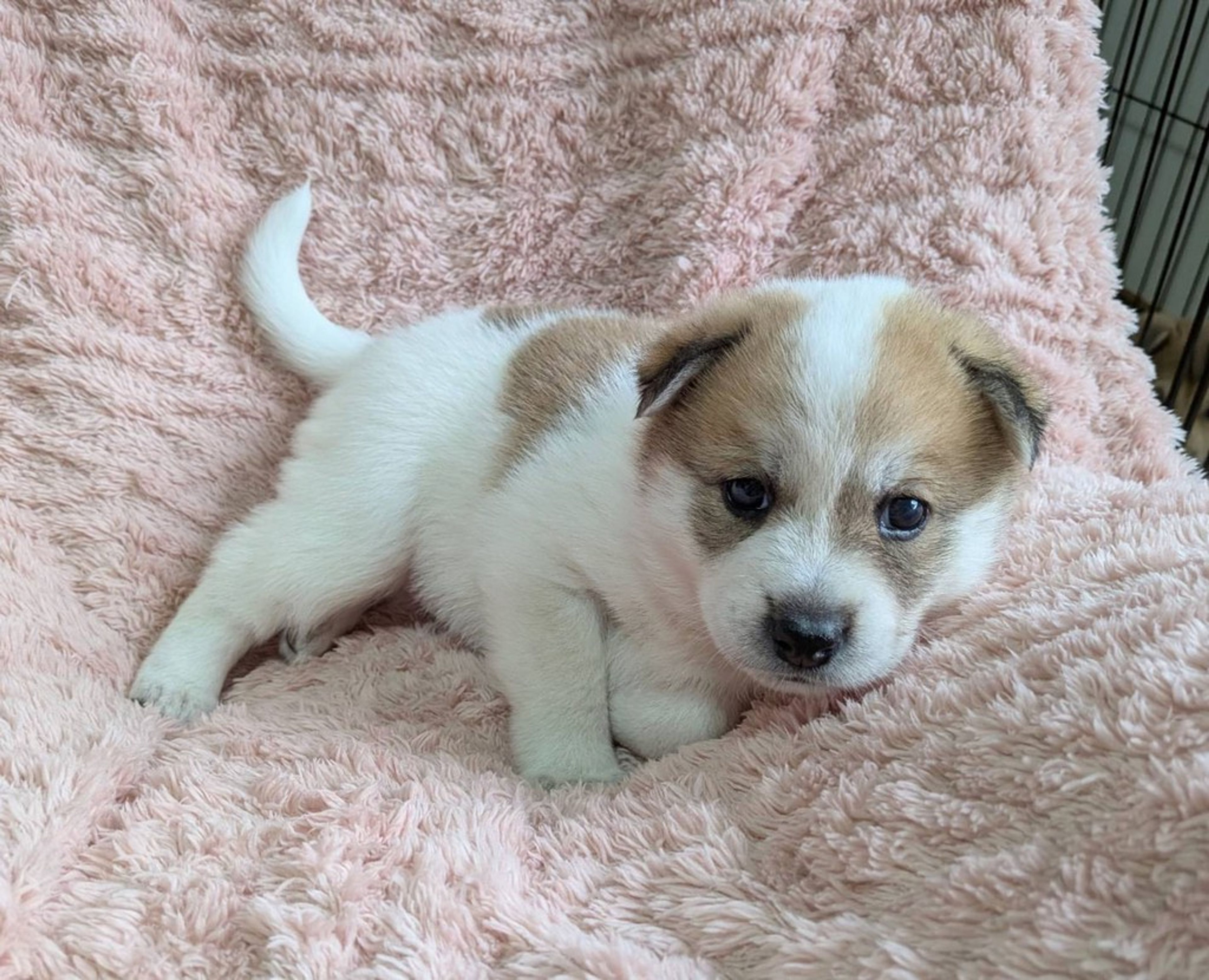 pet-image-4