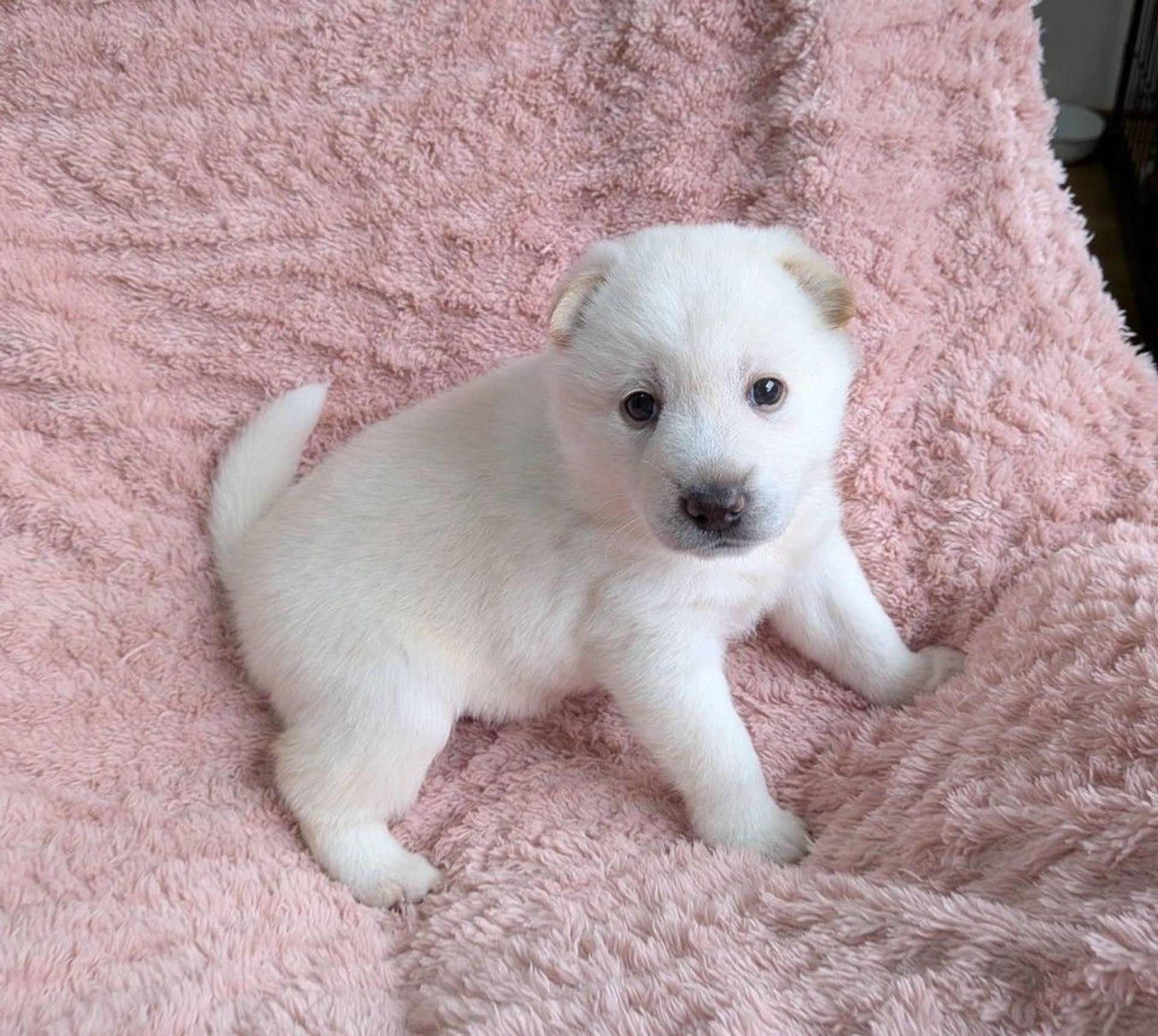 雑種（ミックス犬）・メスの里親募集の写真