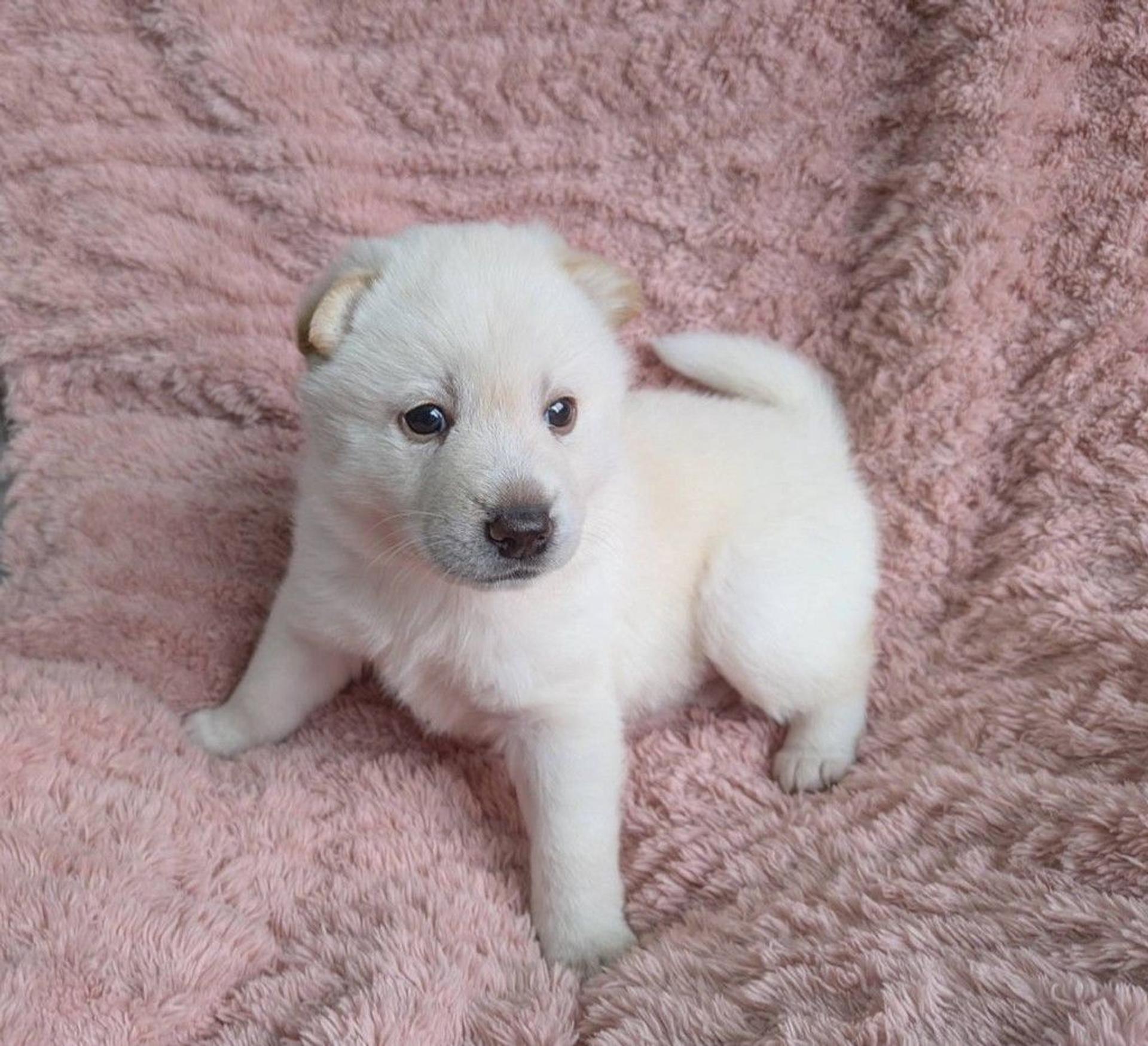 pet-image-2