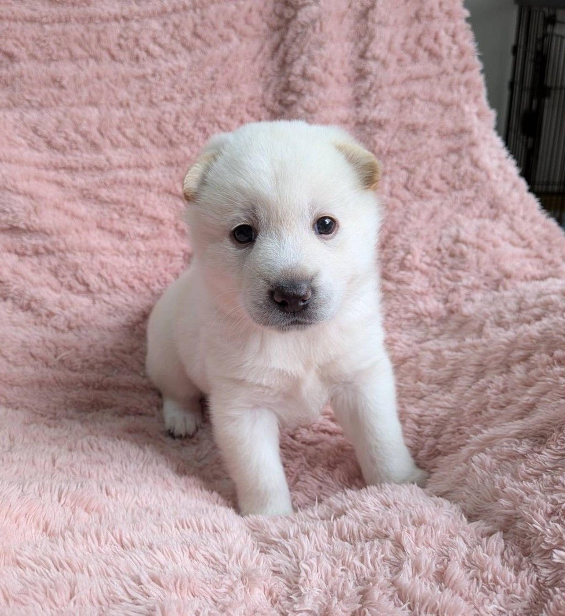 pet-image-3