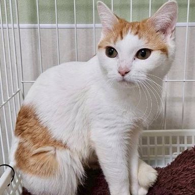 雑種（ミックス猫）・メスの里親募集の写真