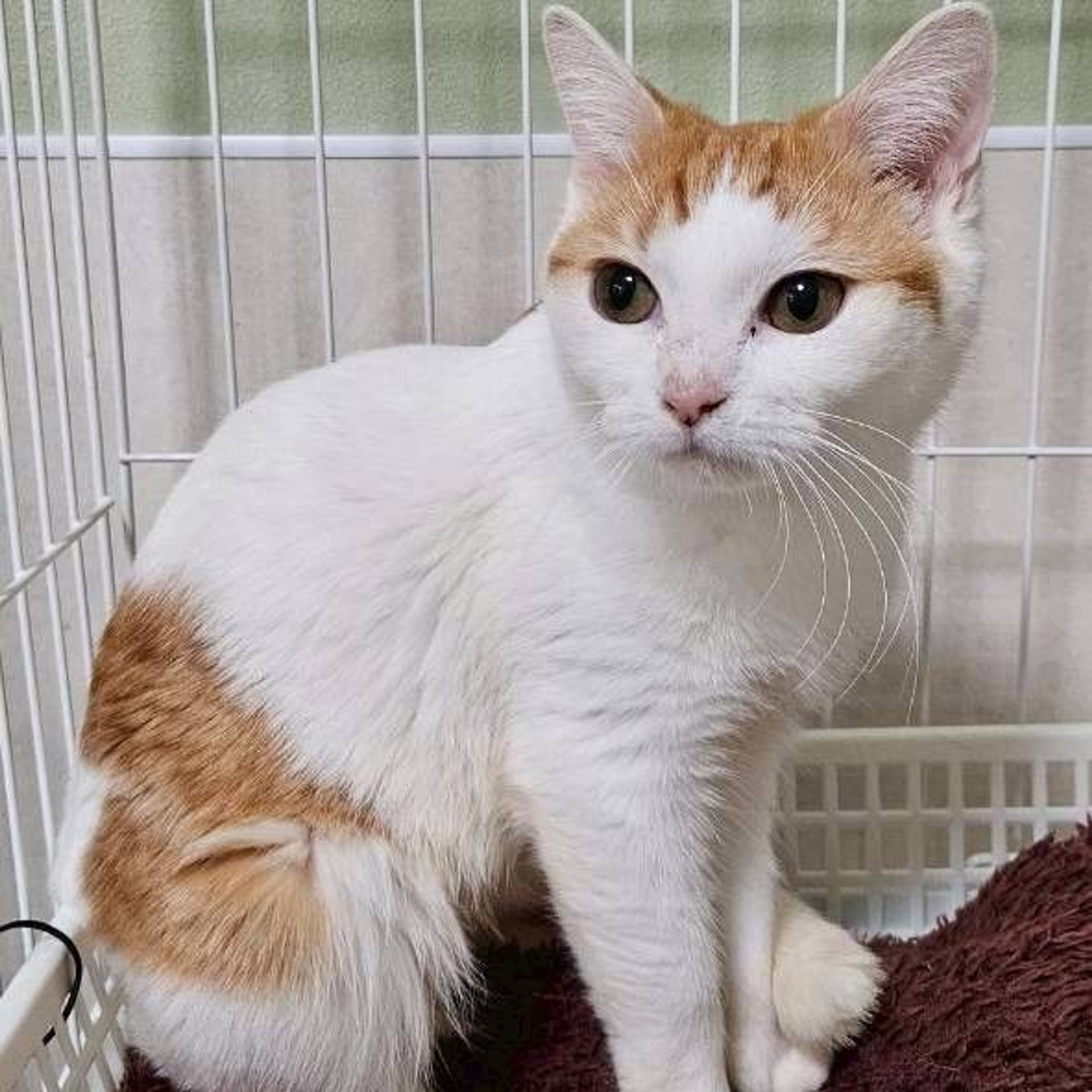 雑種（ミックス猫）・メスの里親募集の写真