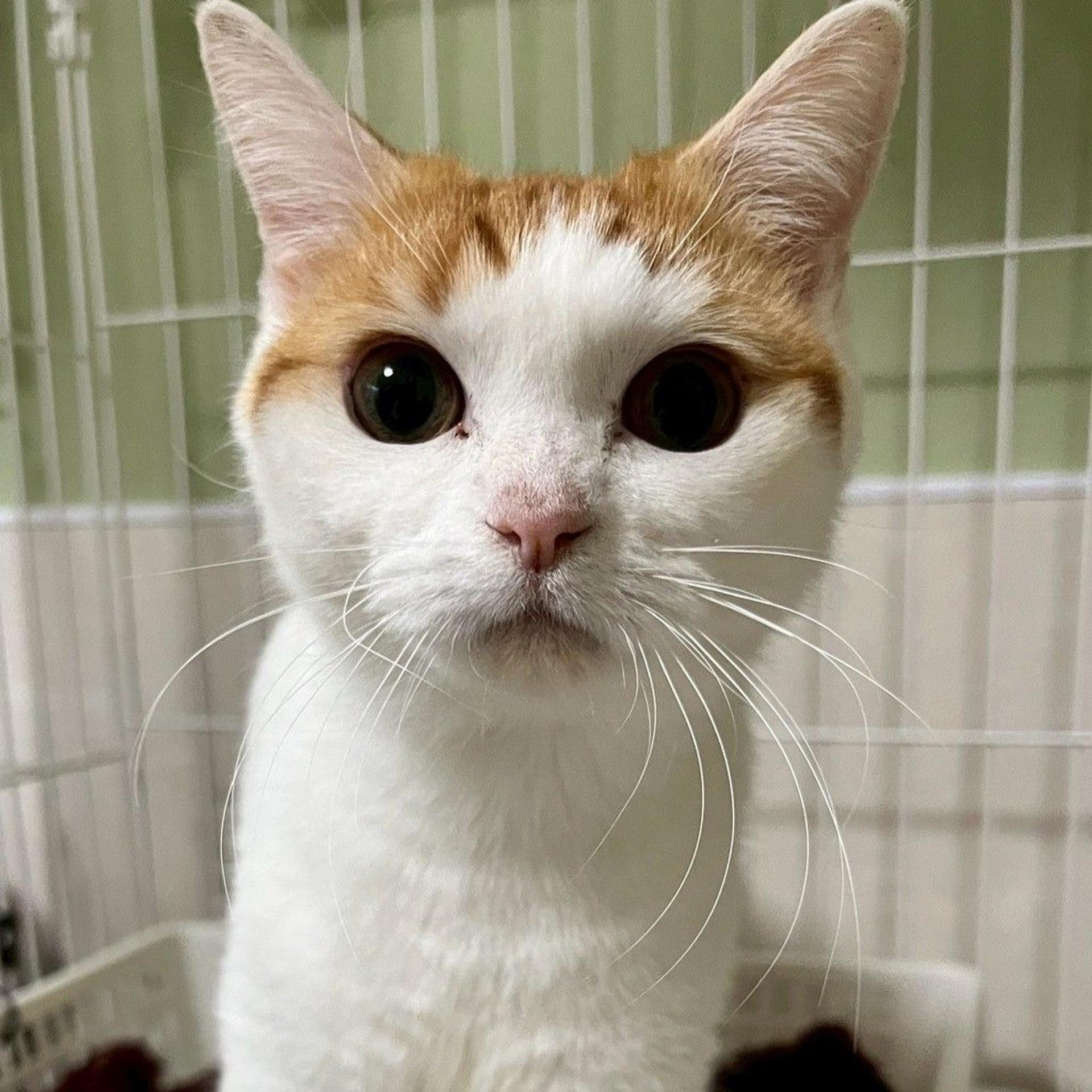 pet-image-2