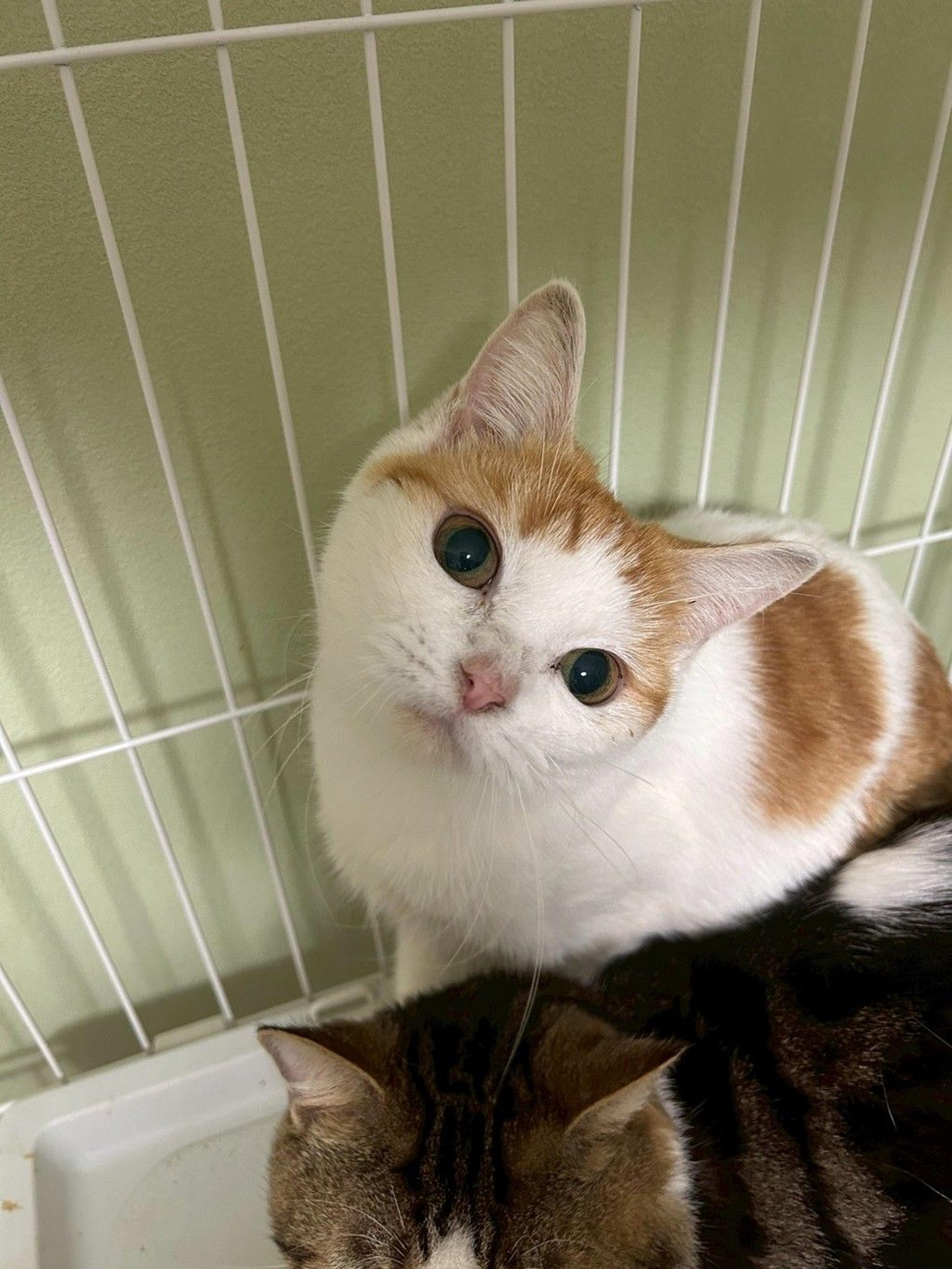 pet-image-4
