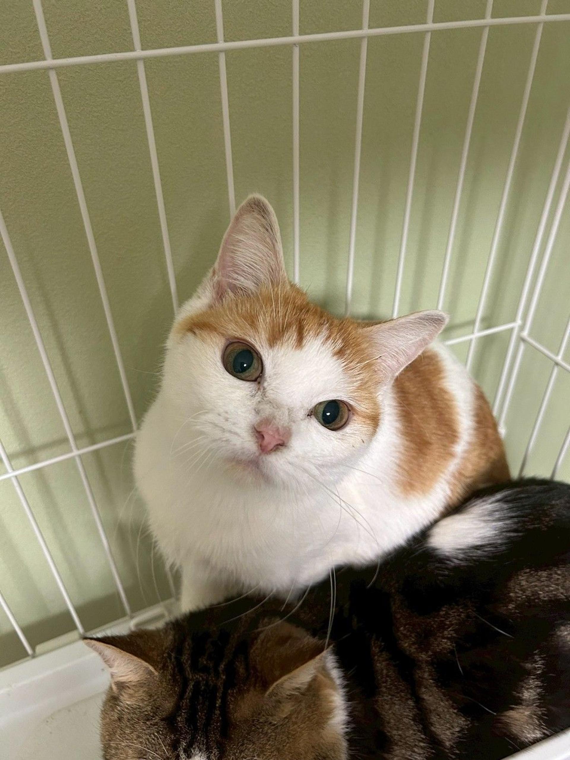 pet-image-5