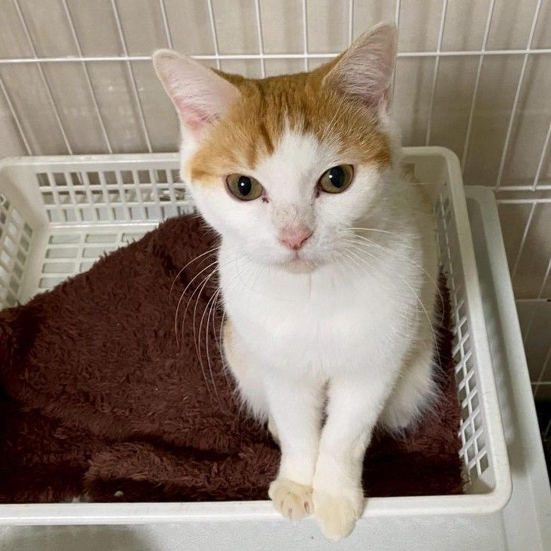 pet-image-6