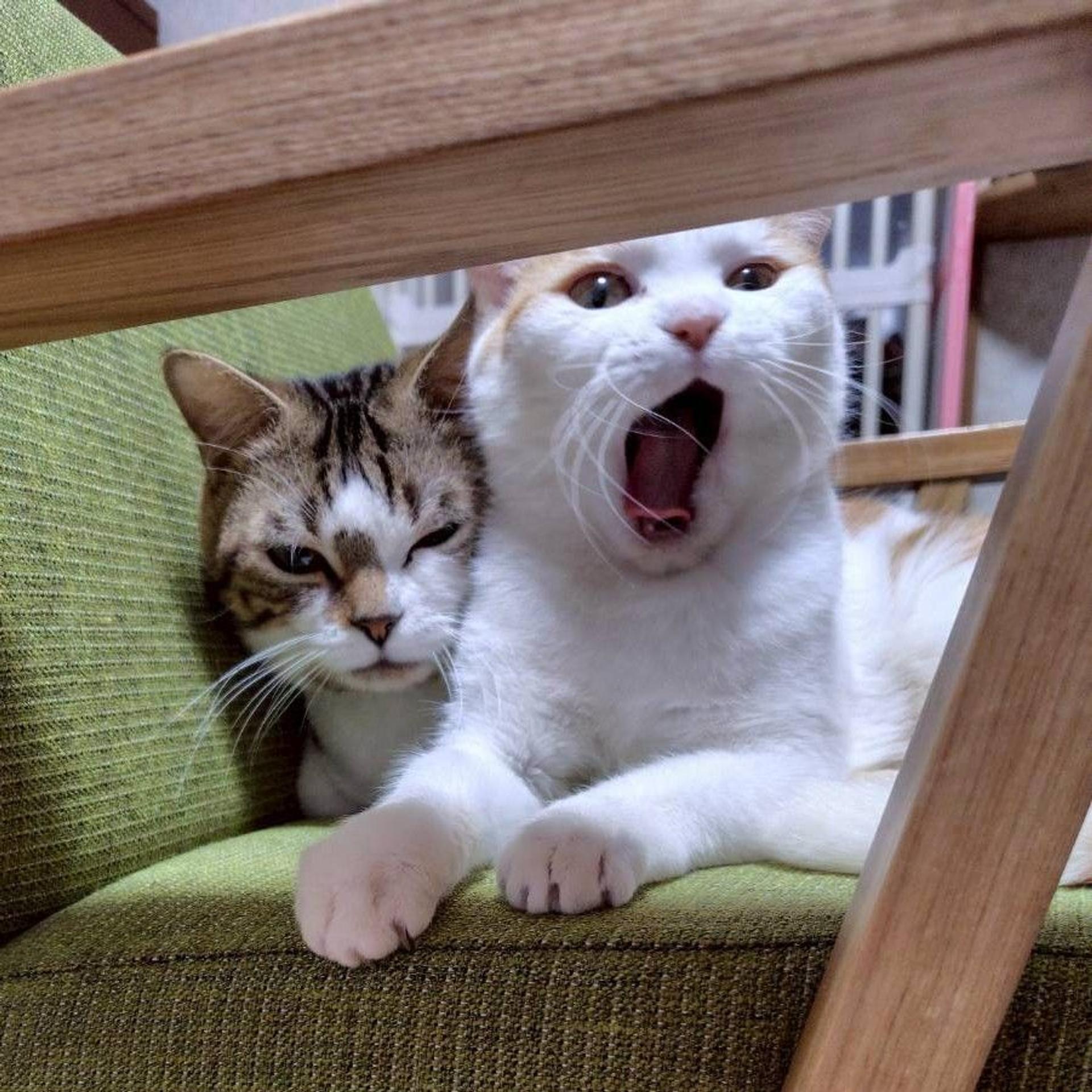 pet-image-7