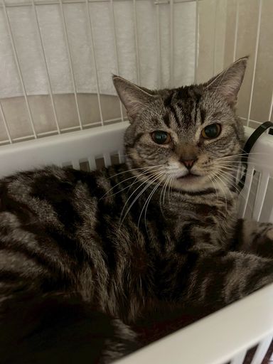 【アメショMIX】けんしろう君