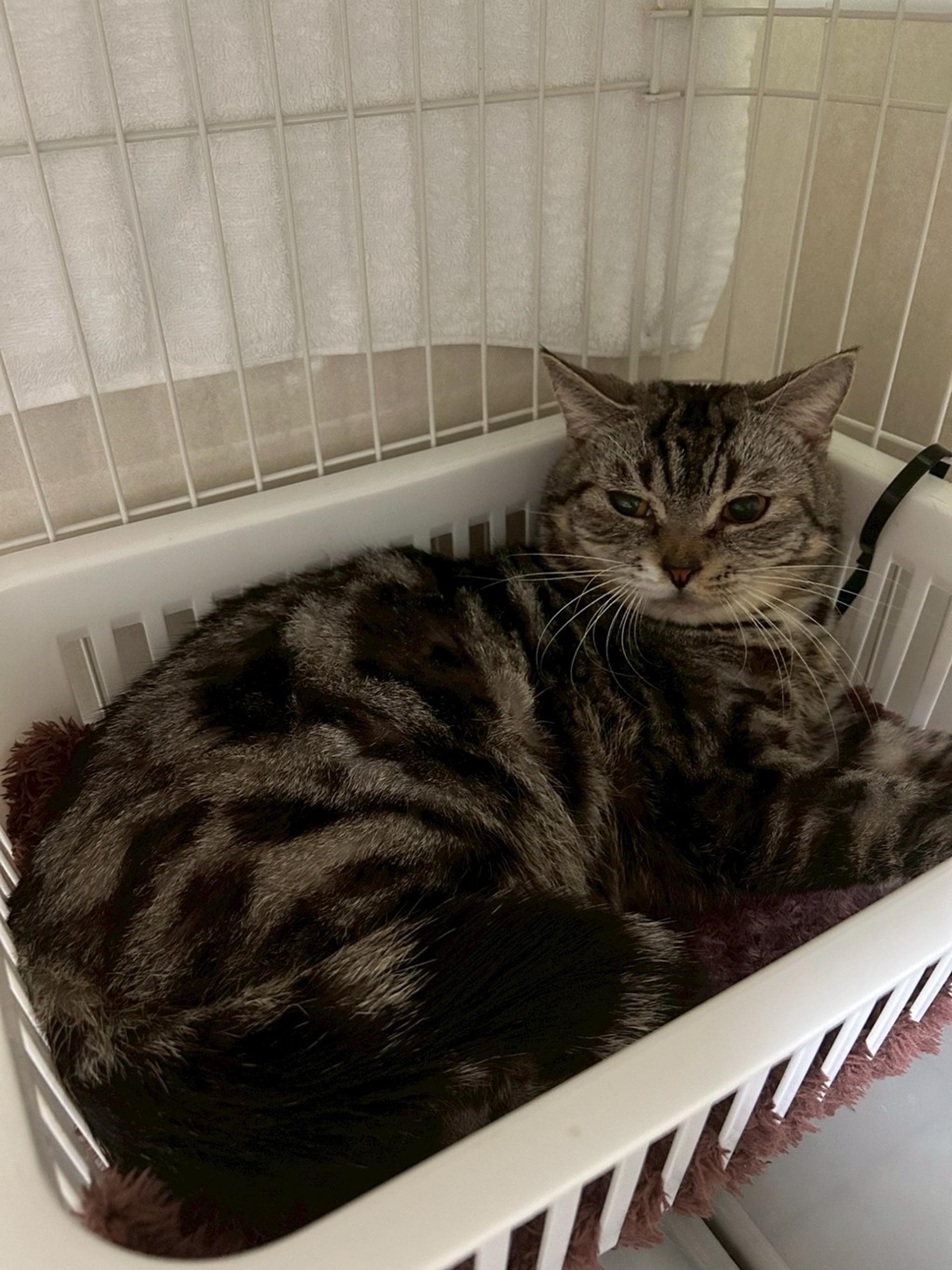 pet-image-2