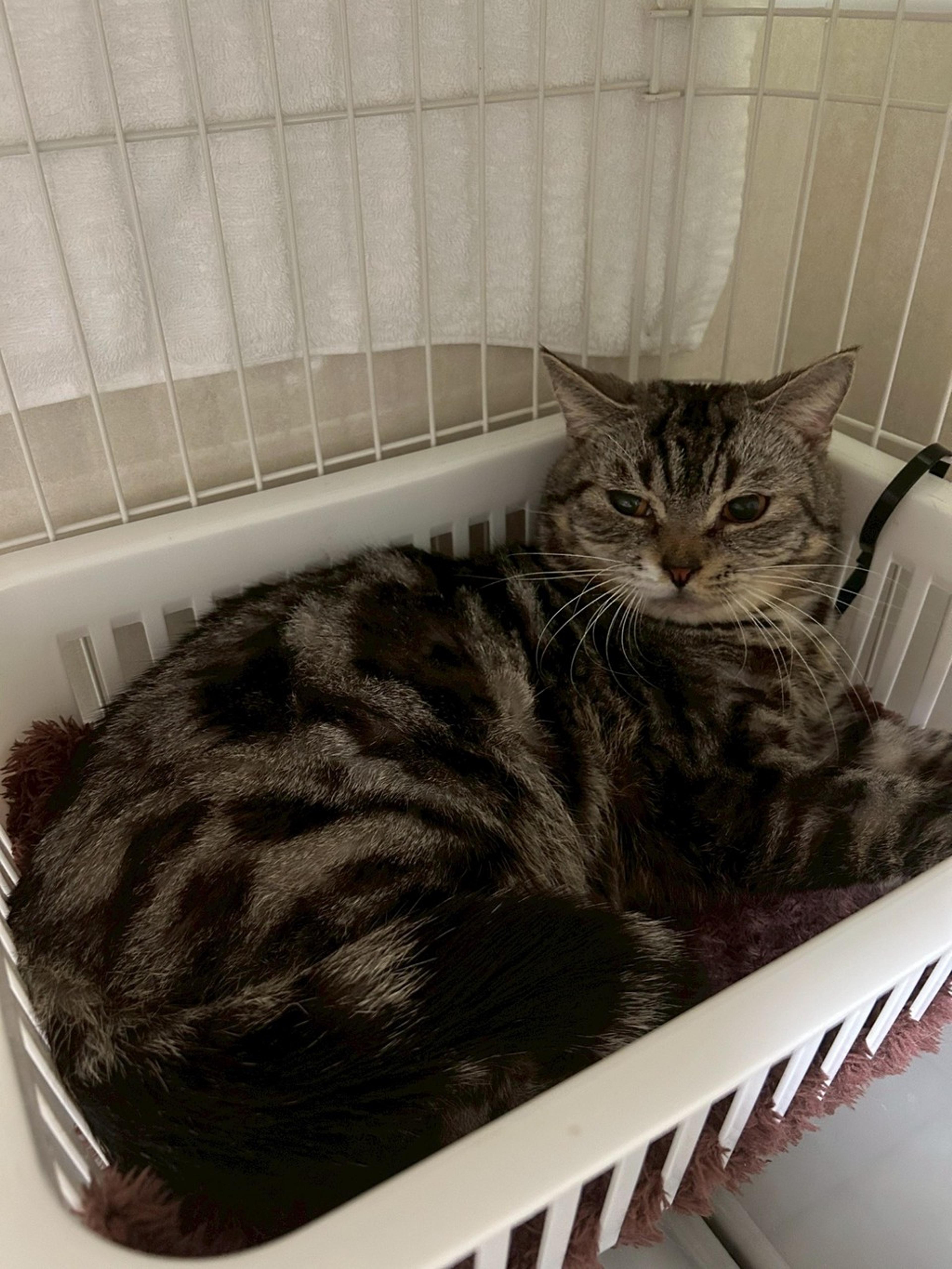 pet-image-2