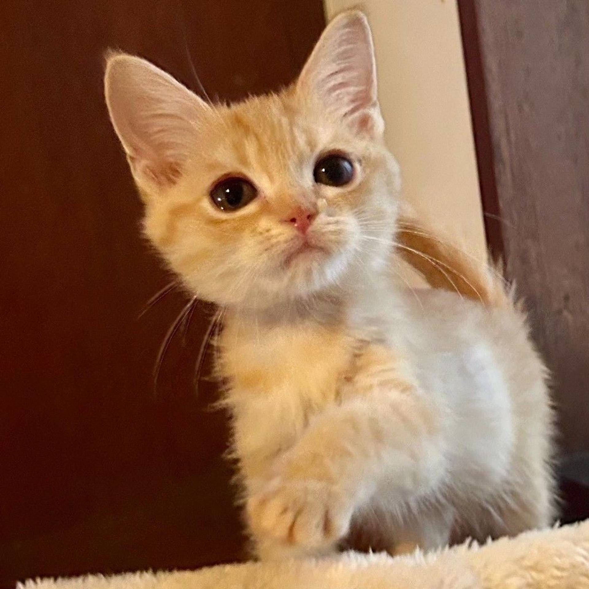 雑種（ミックス猫）・メスの里親募集の写真