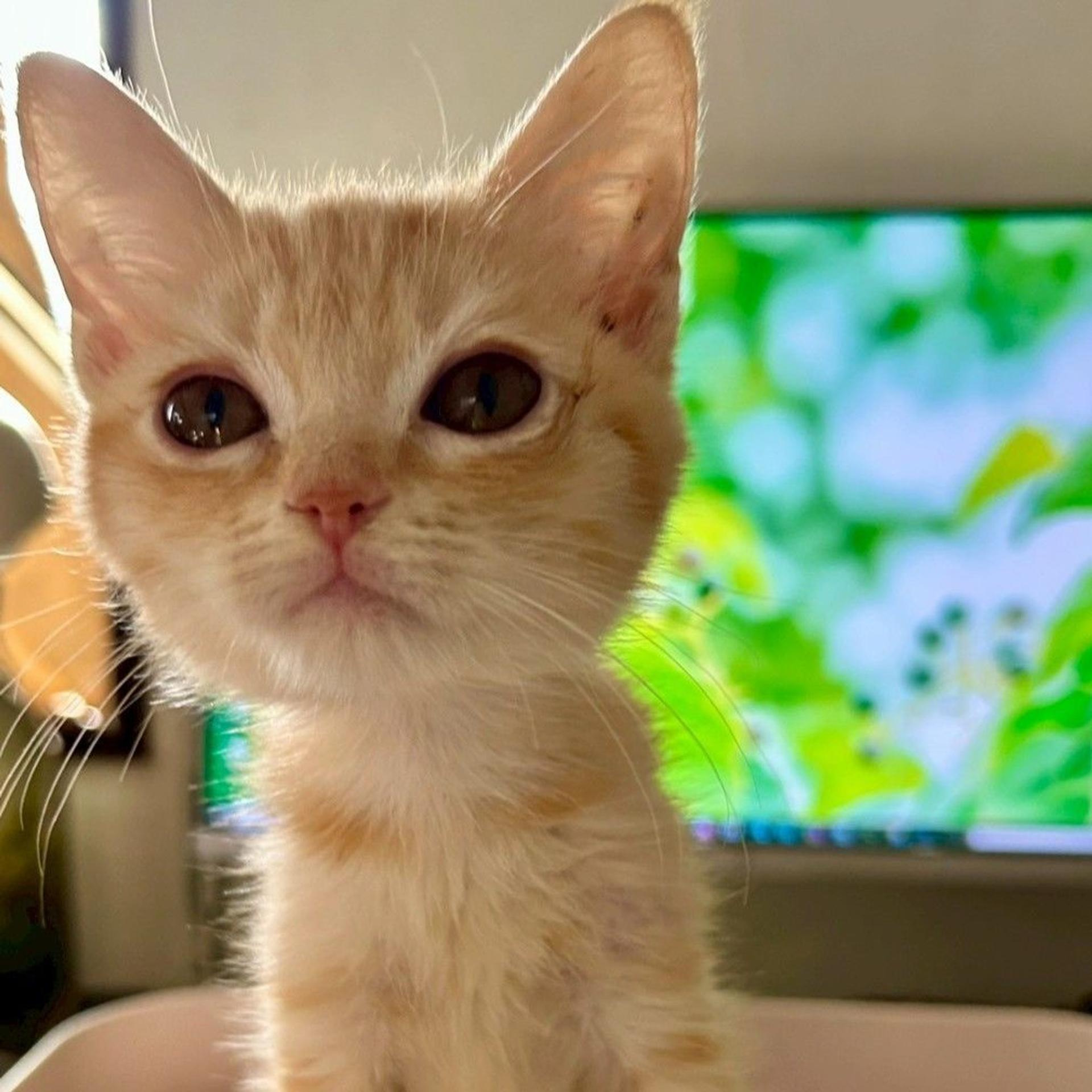 pet-image-2