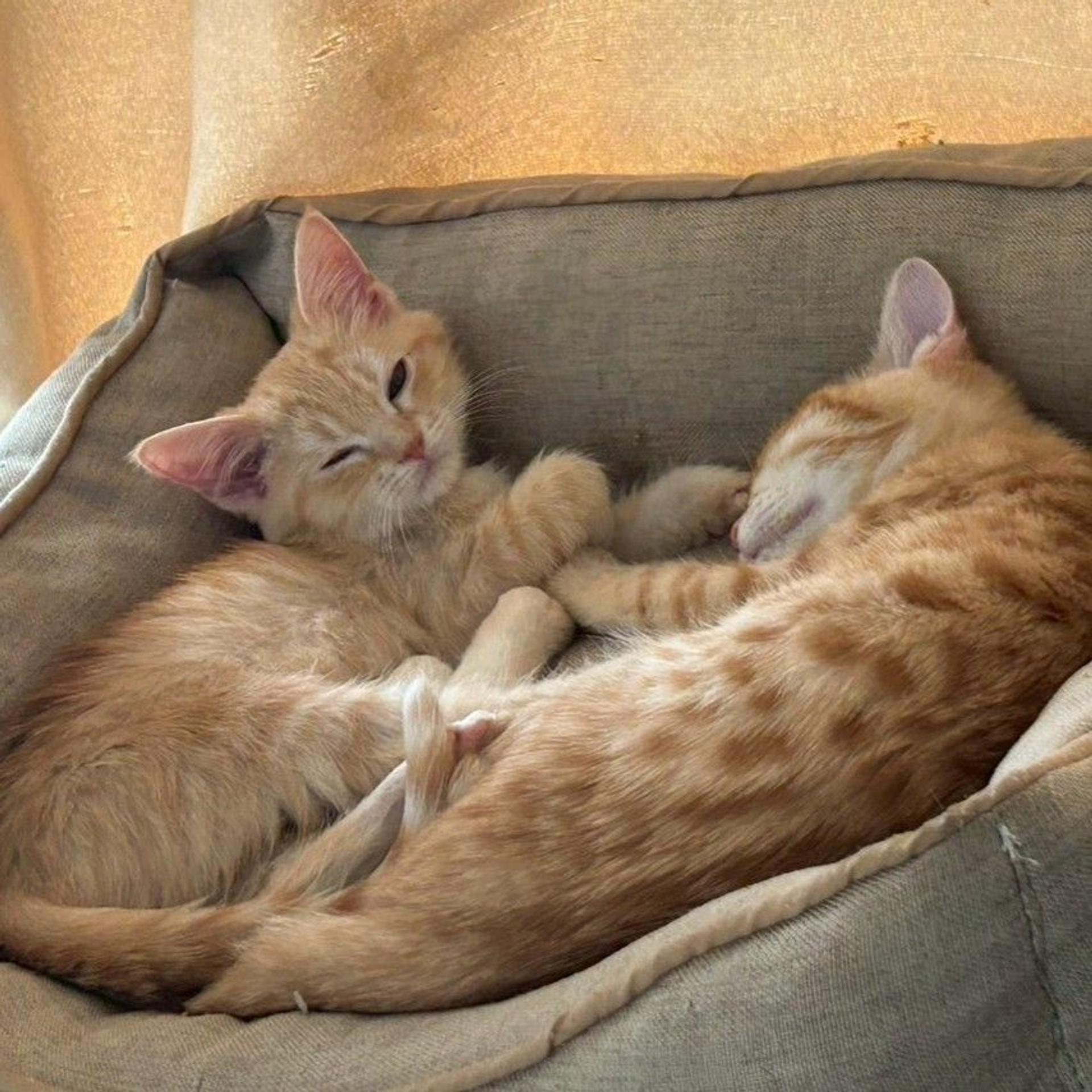 pet-image-5
