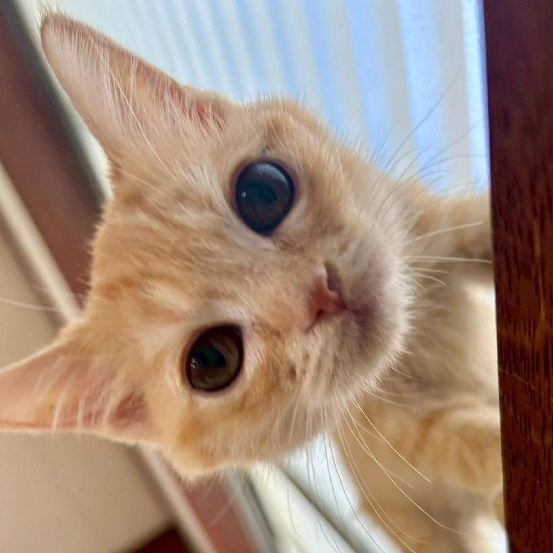 pet-image-6
