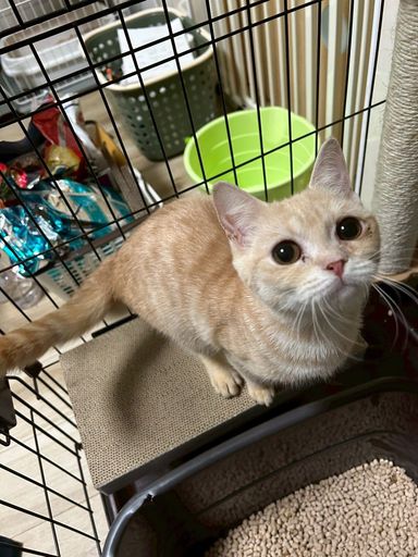 雑種（ミックス猫）・メスの里親募集の写真