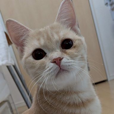 雑種（ミックス猫）・メスの里親募集の写真