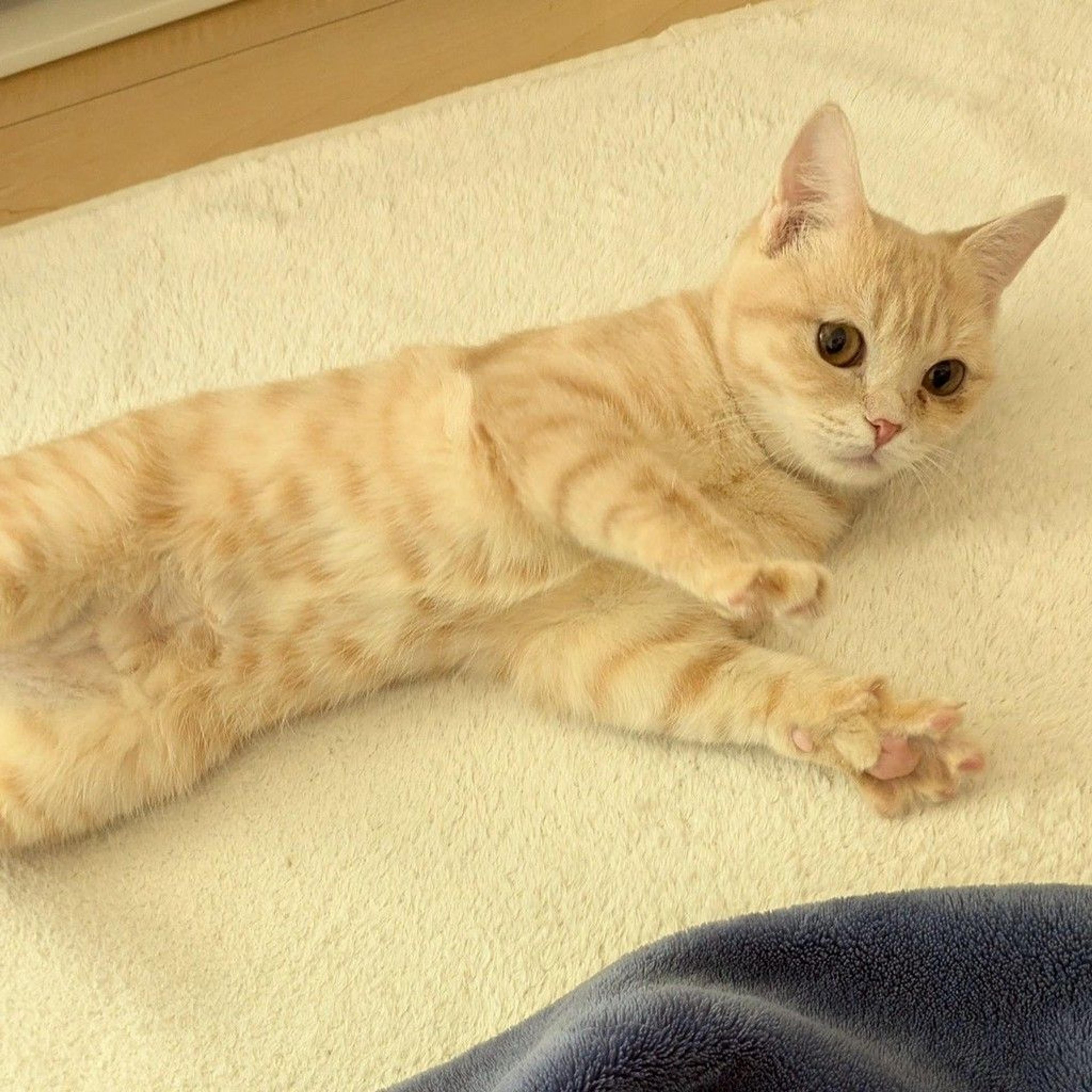 pet-image-3