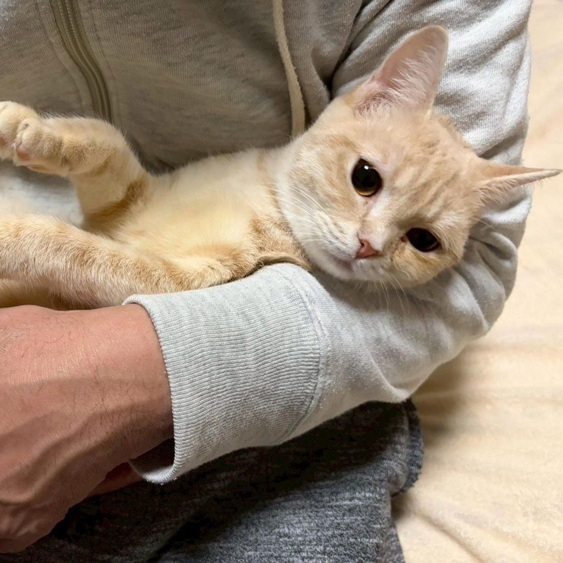 pet-image-4