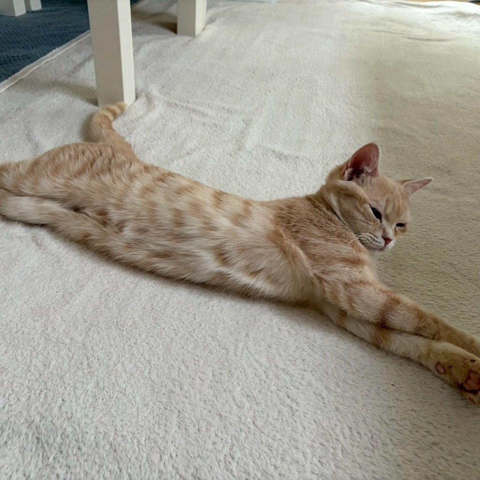 pet-image-5