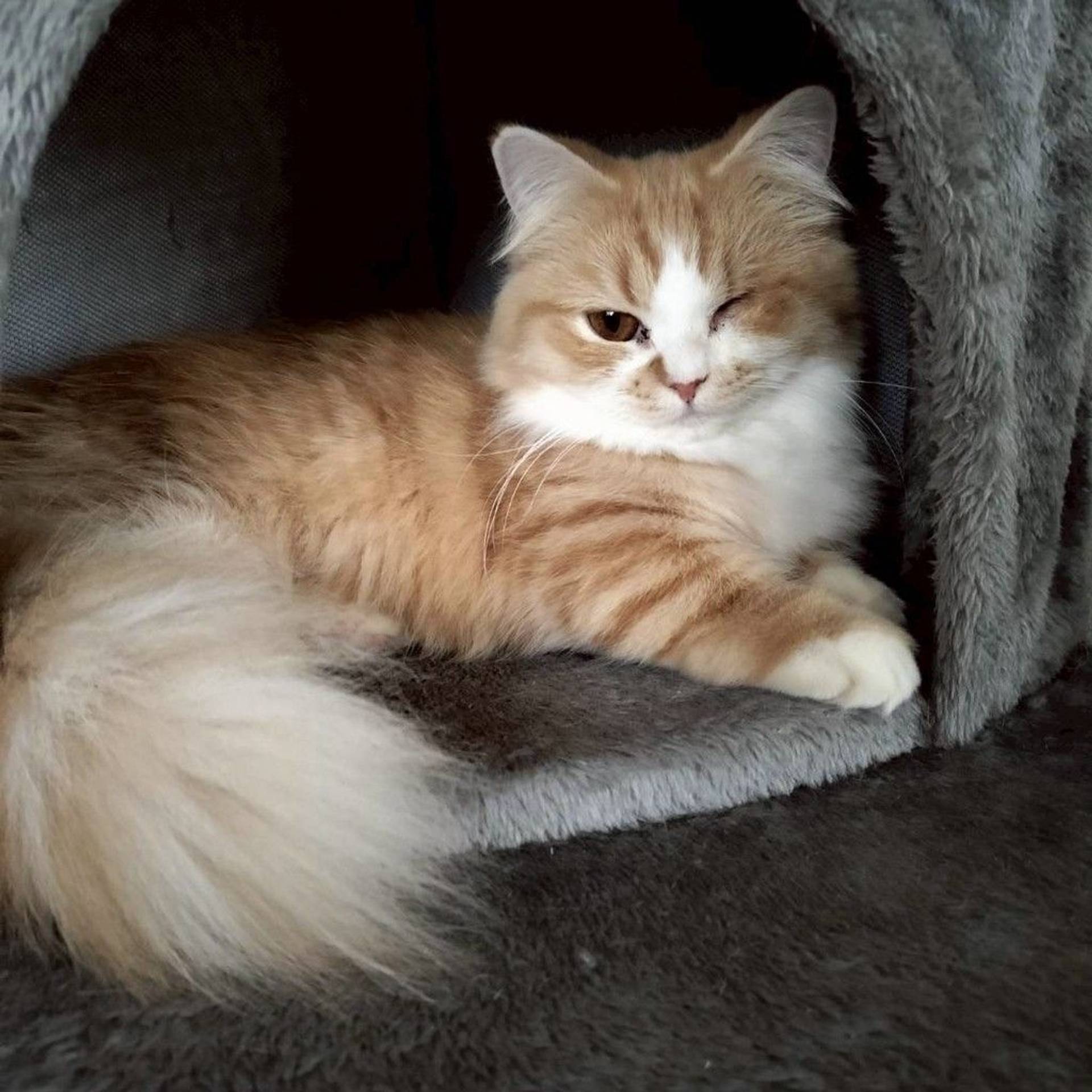 雑種（ミックス猫）・メスの里親募集の写真