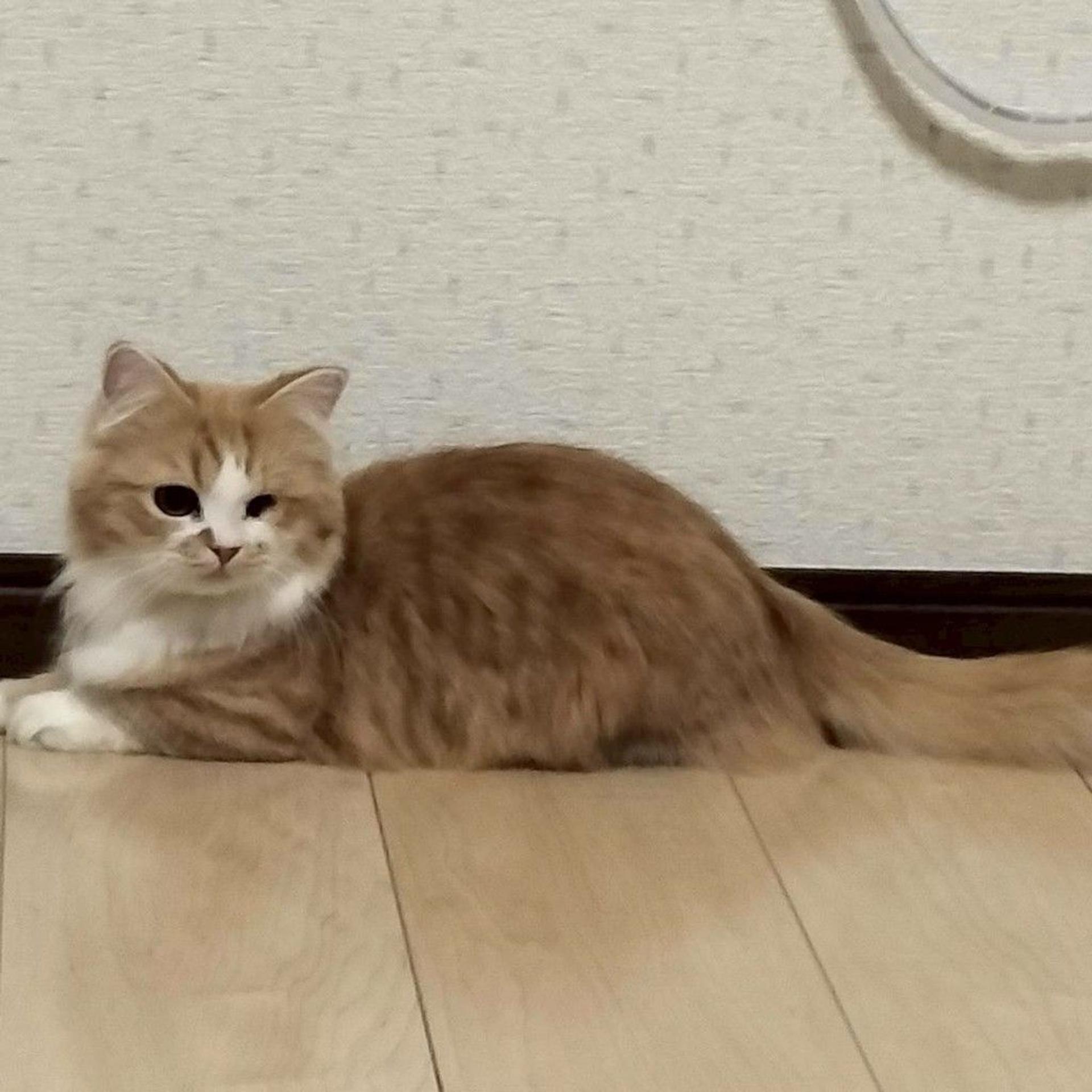 pet-image-4