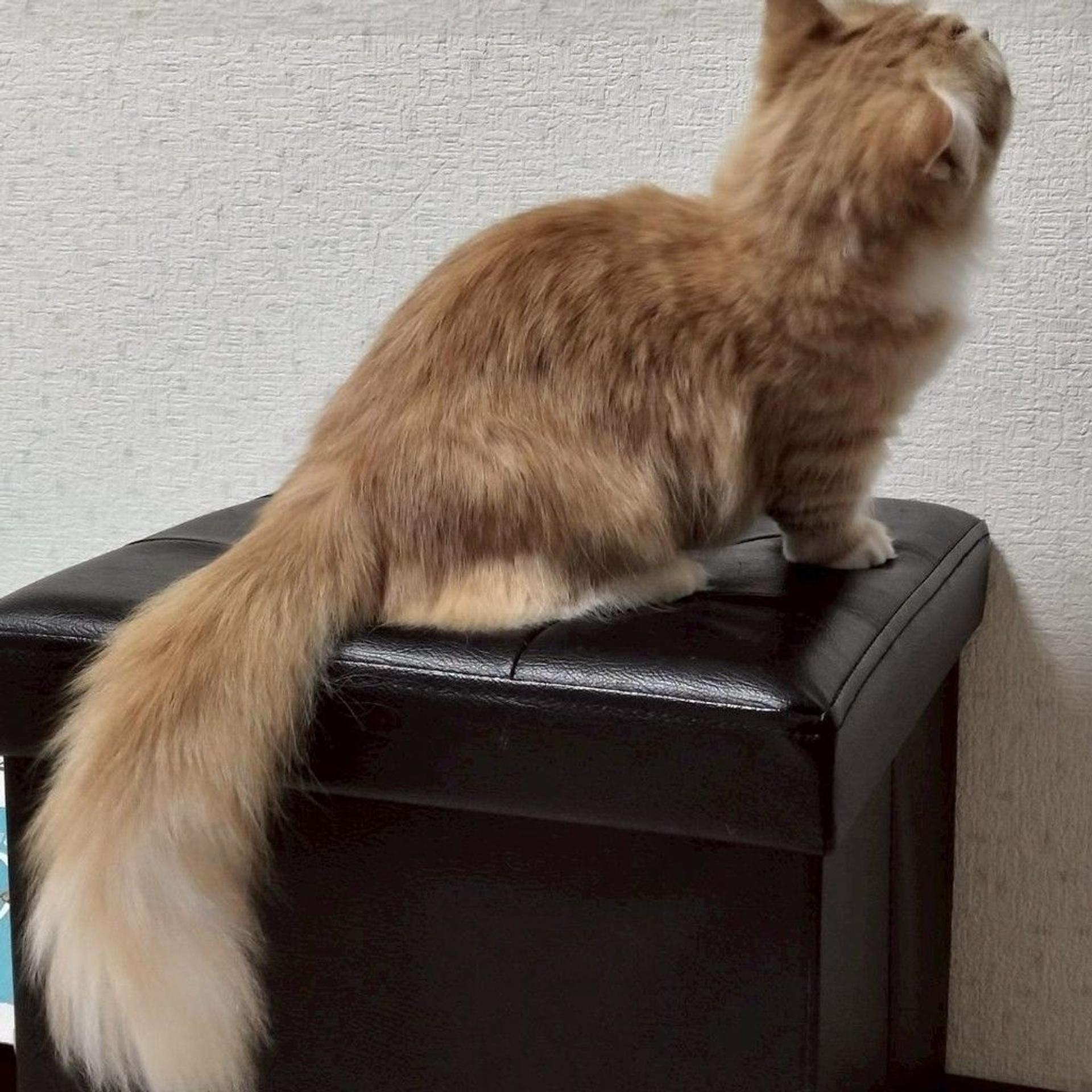 pet-image-6
