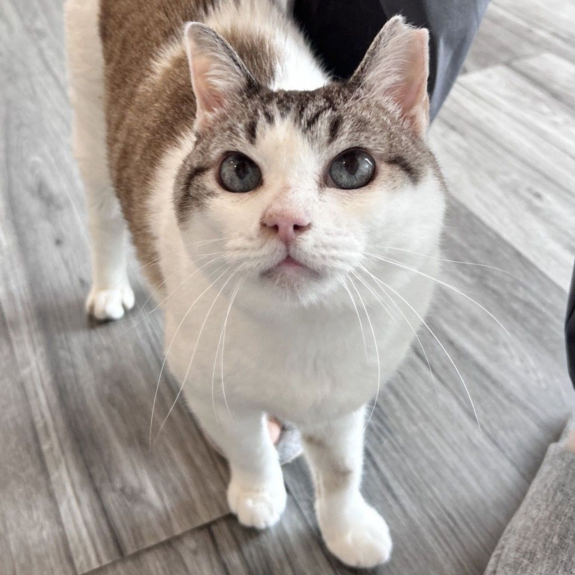 雑種（ミックス猫）・メスの里親募集の写真