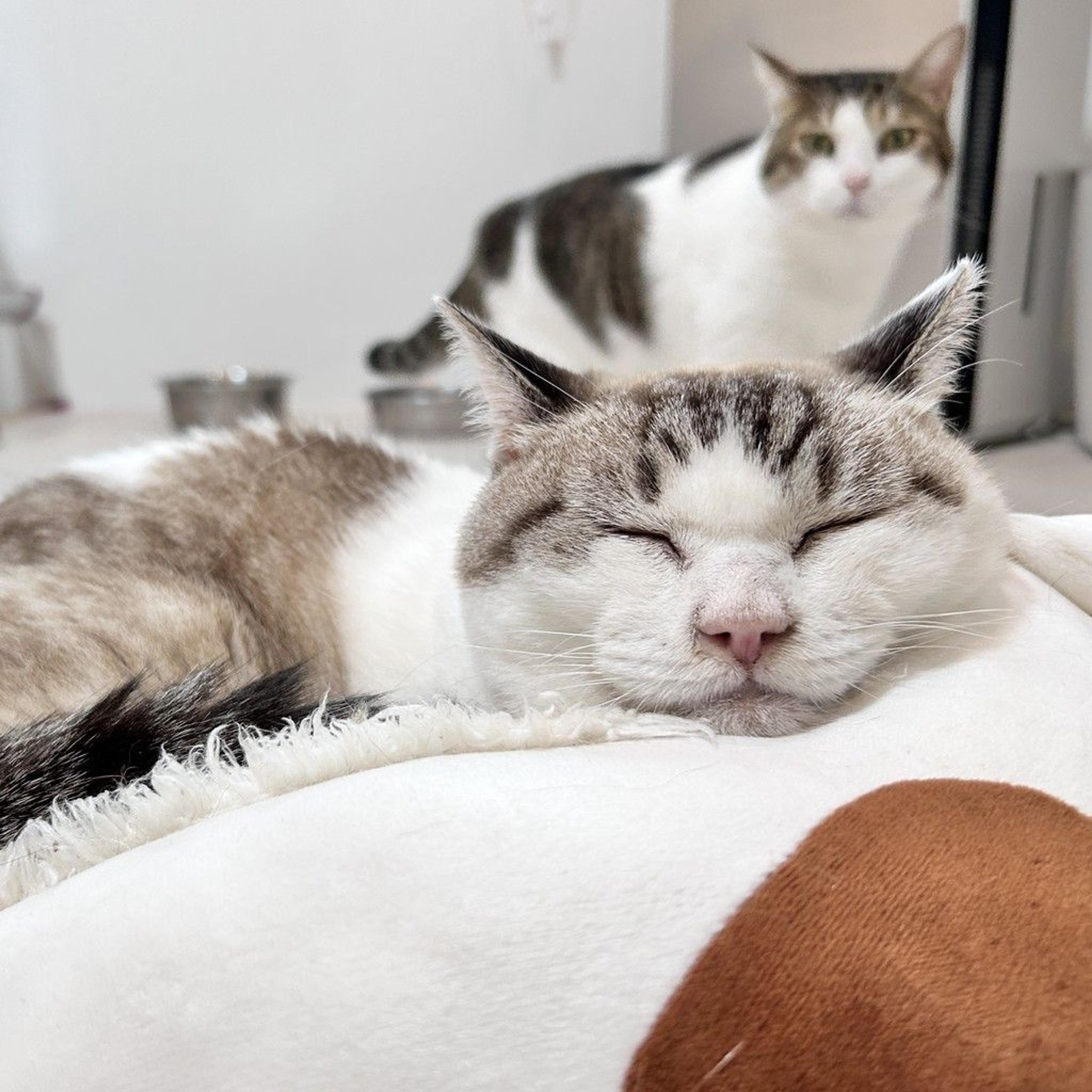 pet-image-3
