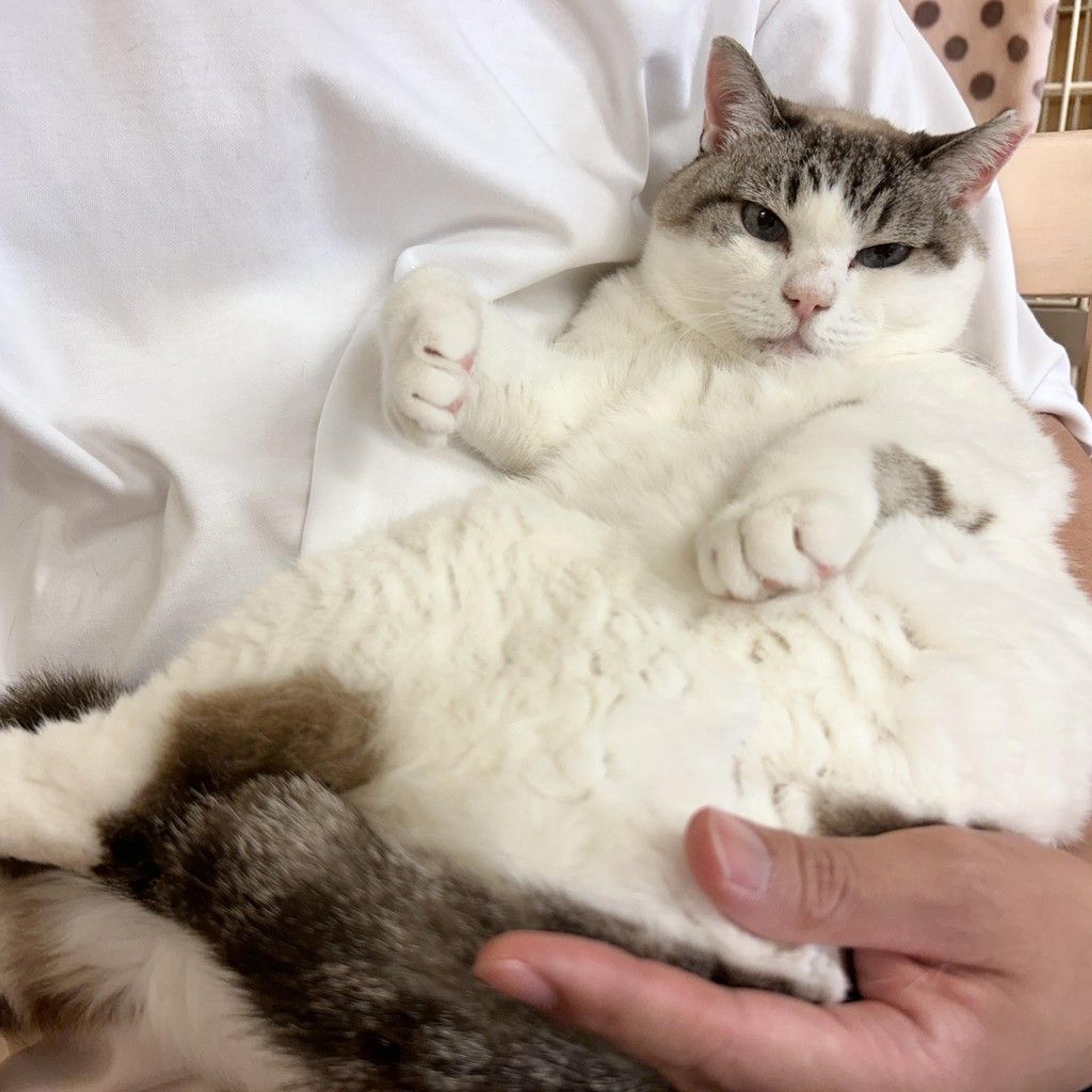 pet-image-5