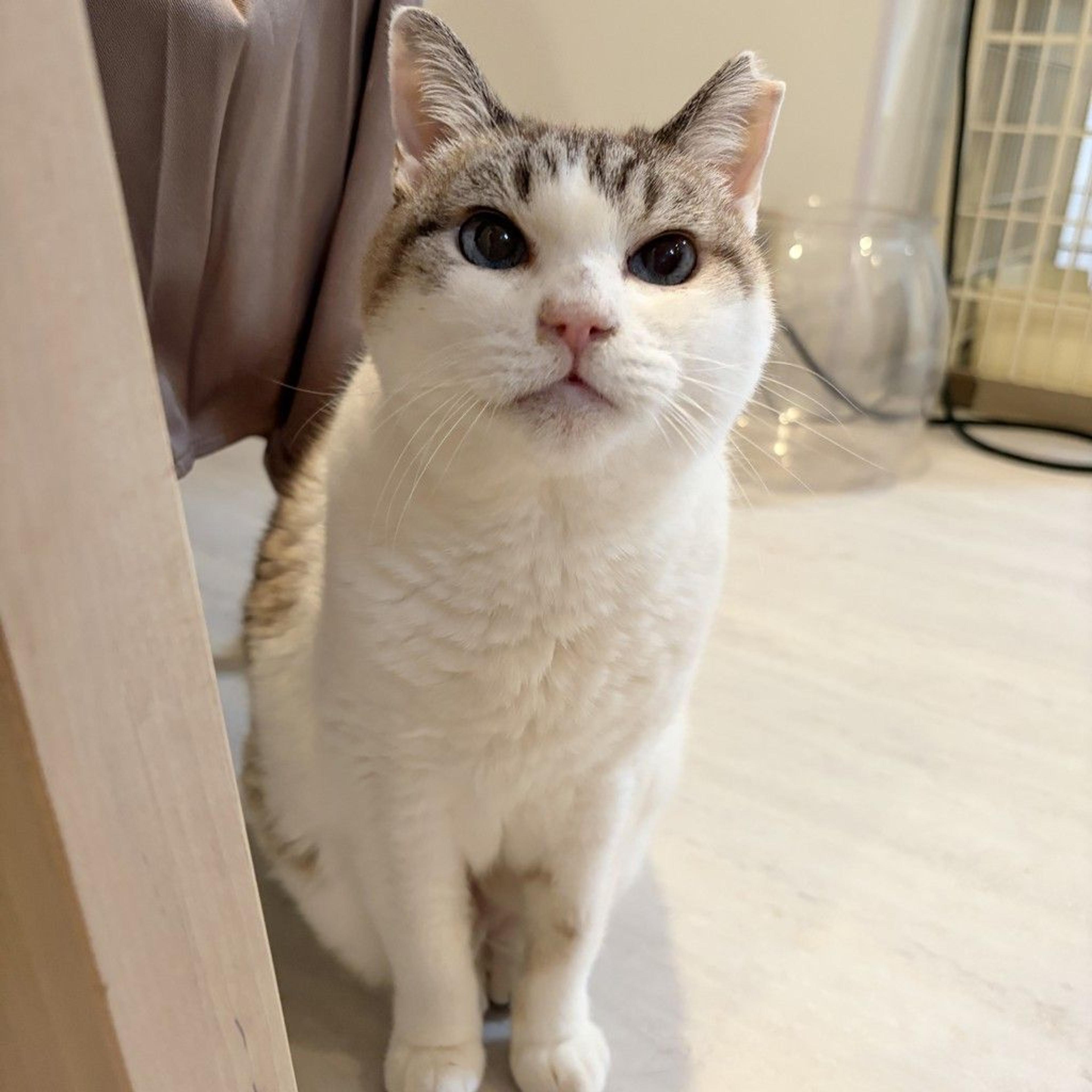 pet-image-6
