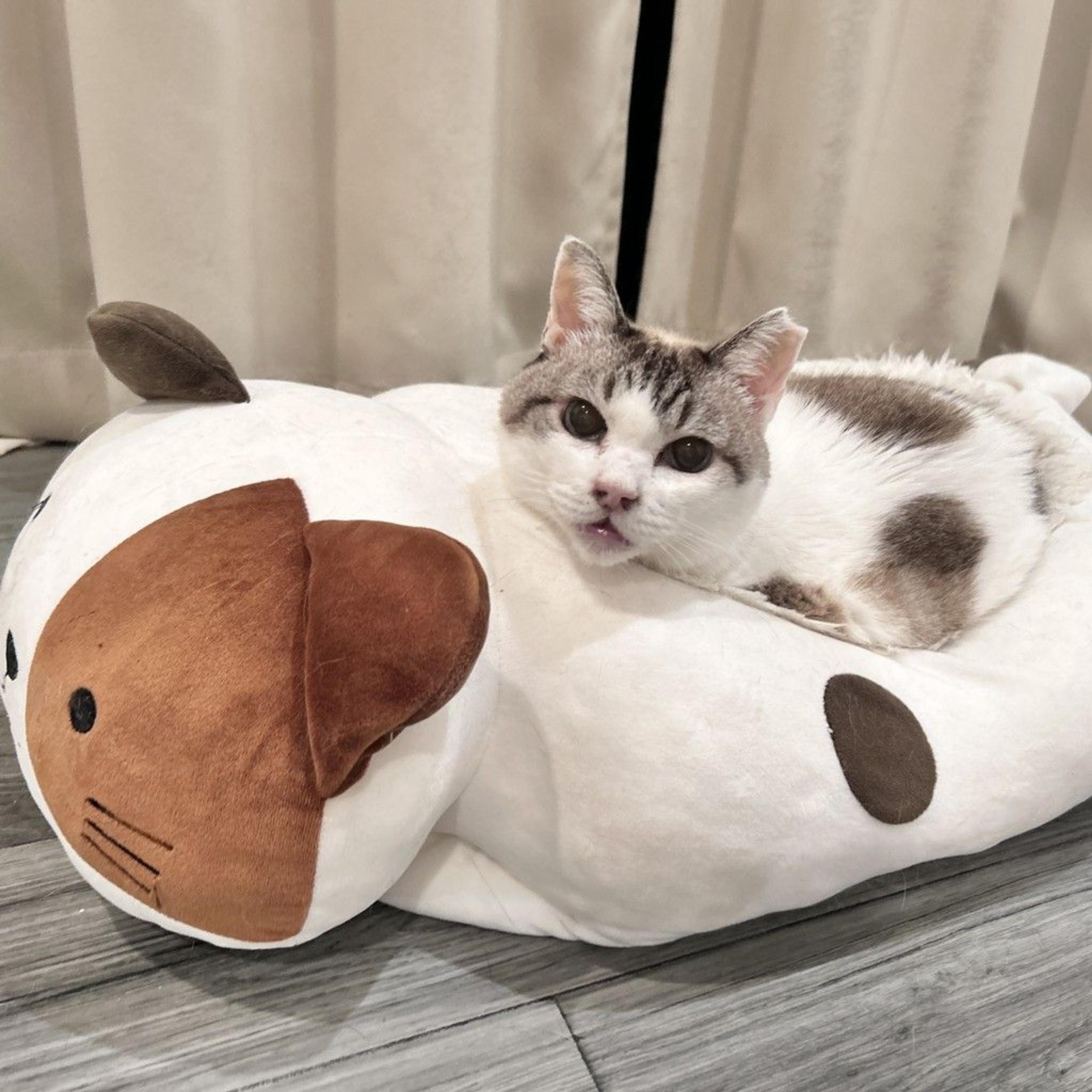 pet-image-7