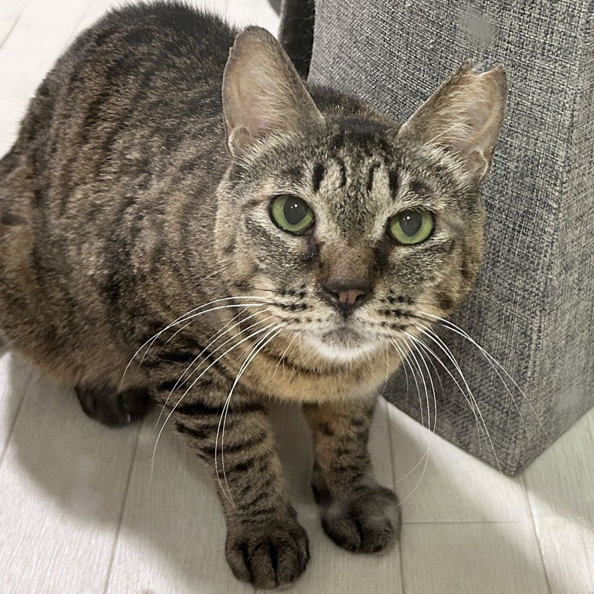 雑種（ミックス猫）・メスの里親募集の写真