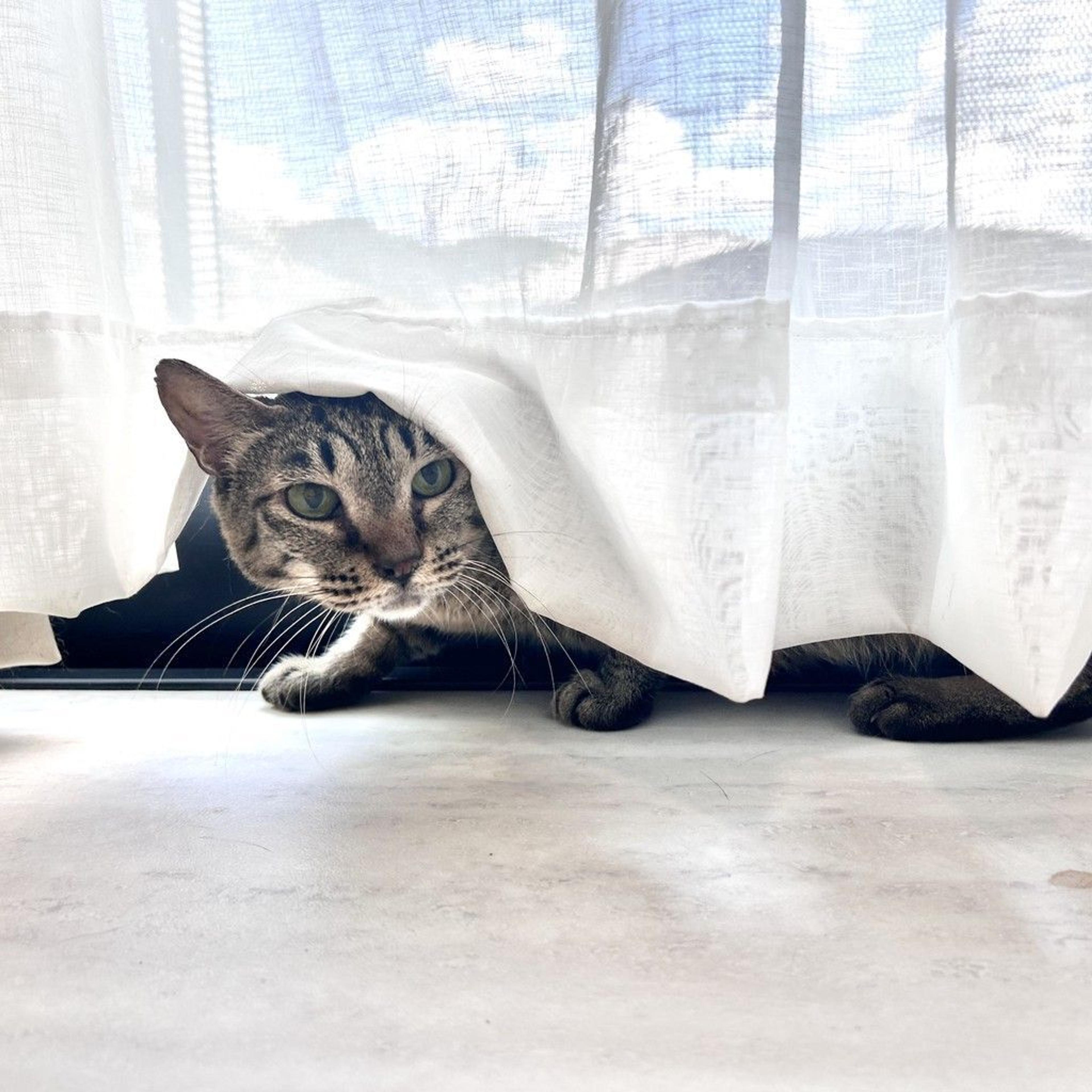 pet-image-2
