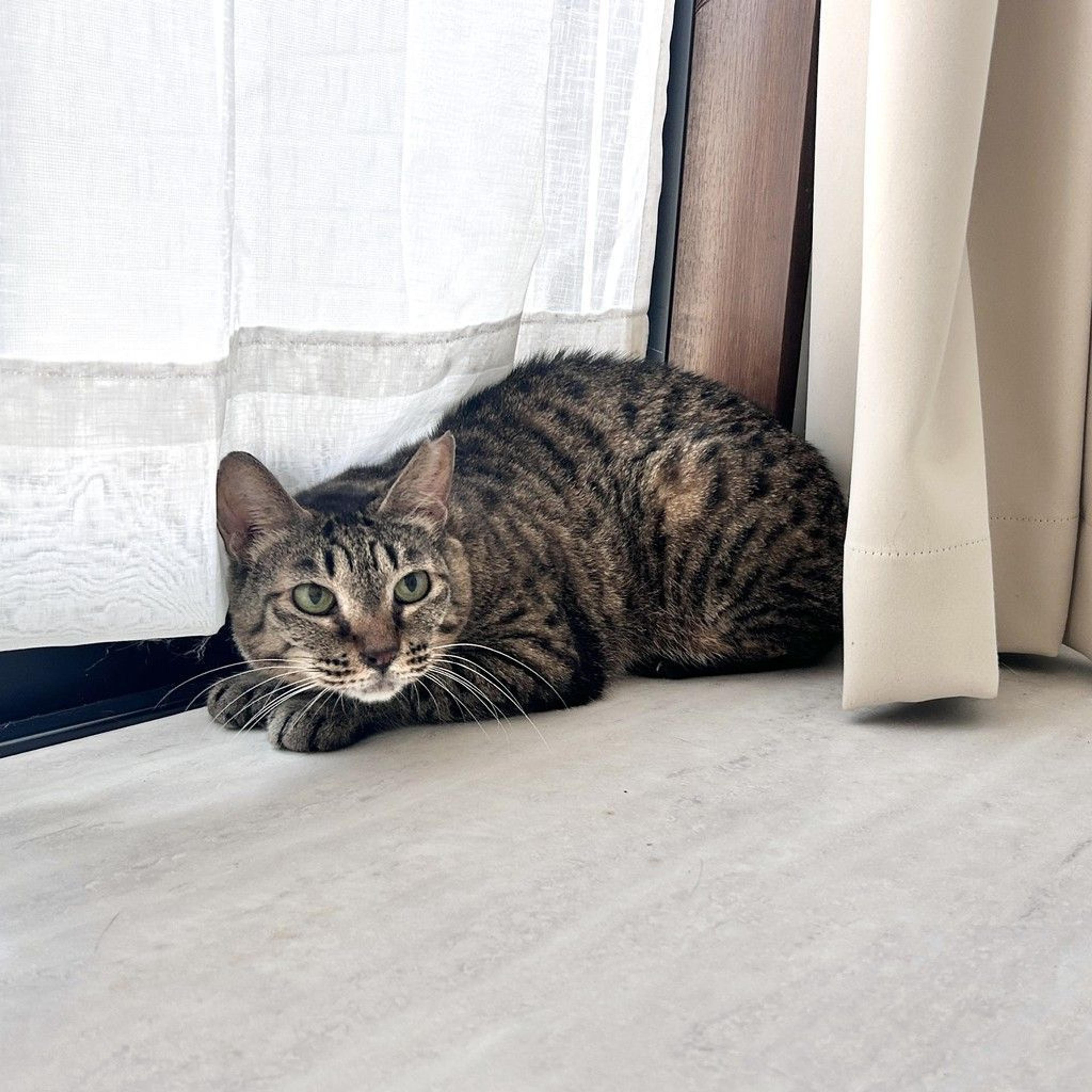 pet-image-3