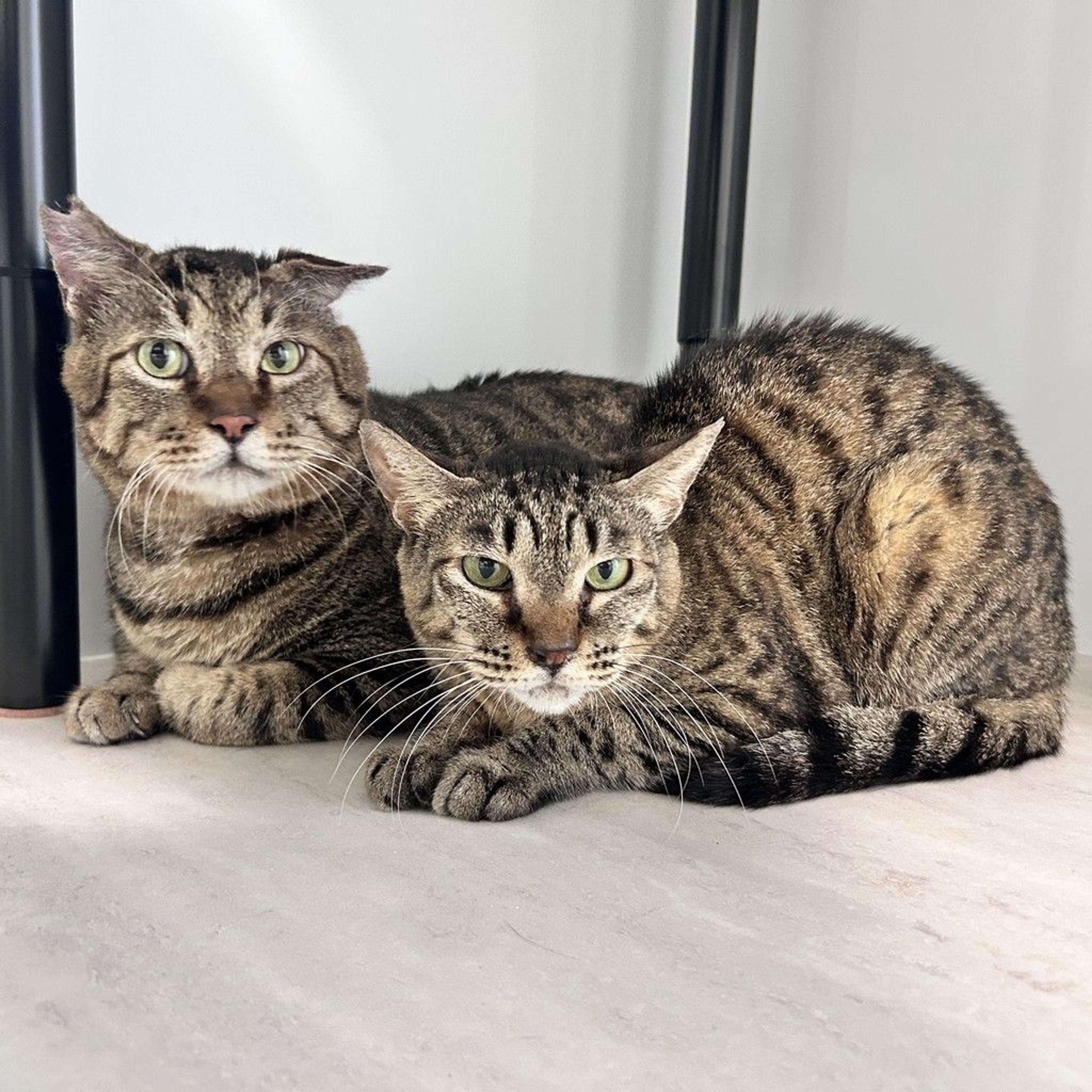pet-image-5