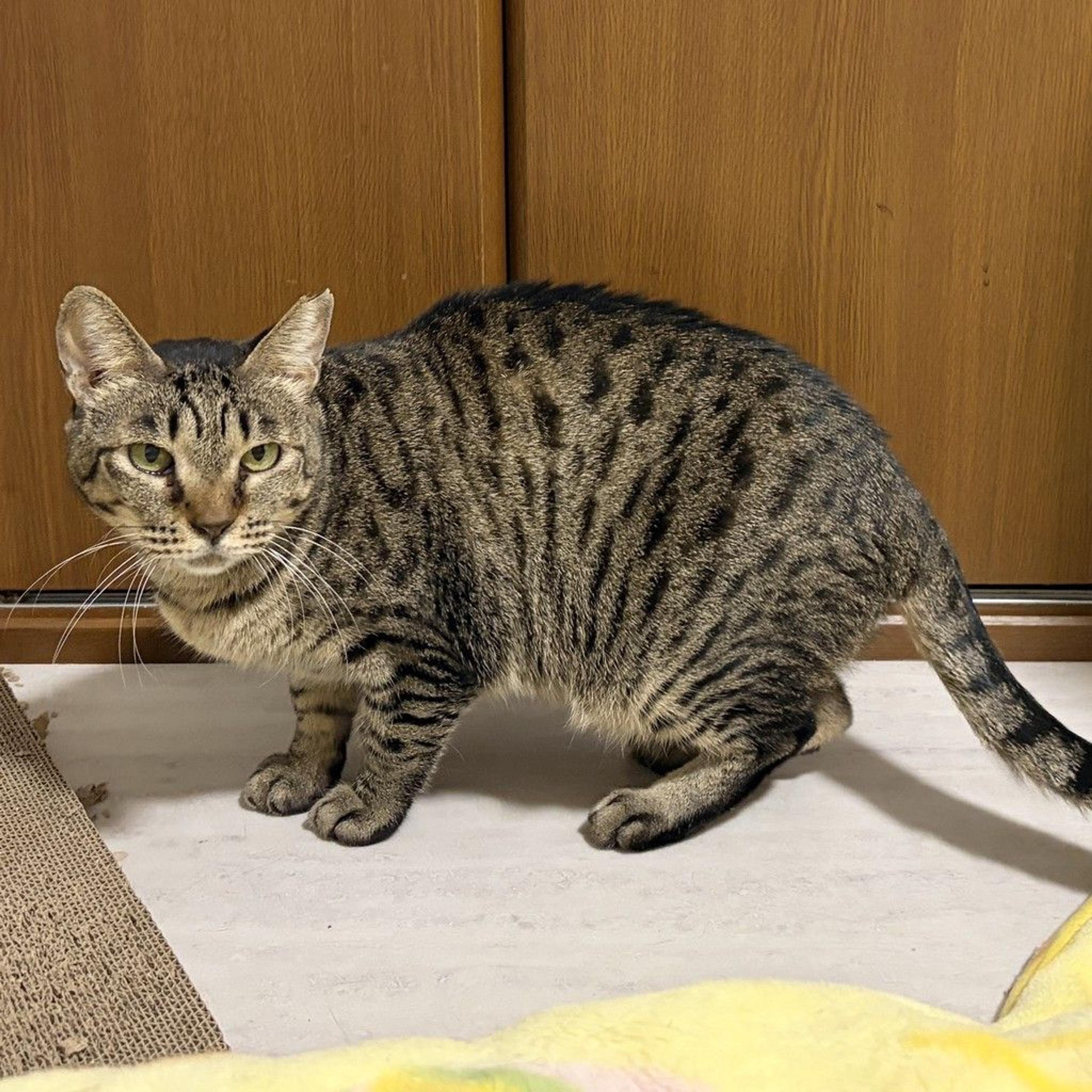 pet-image-6
