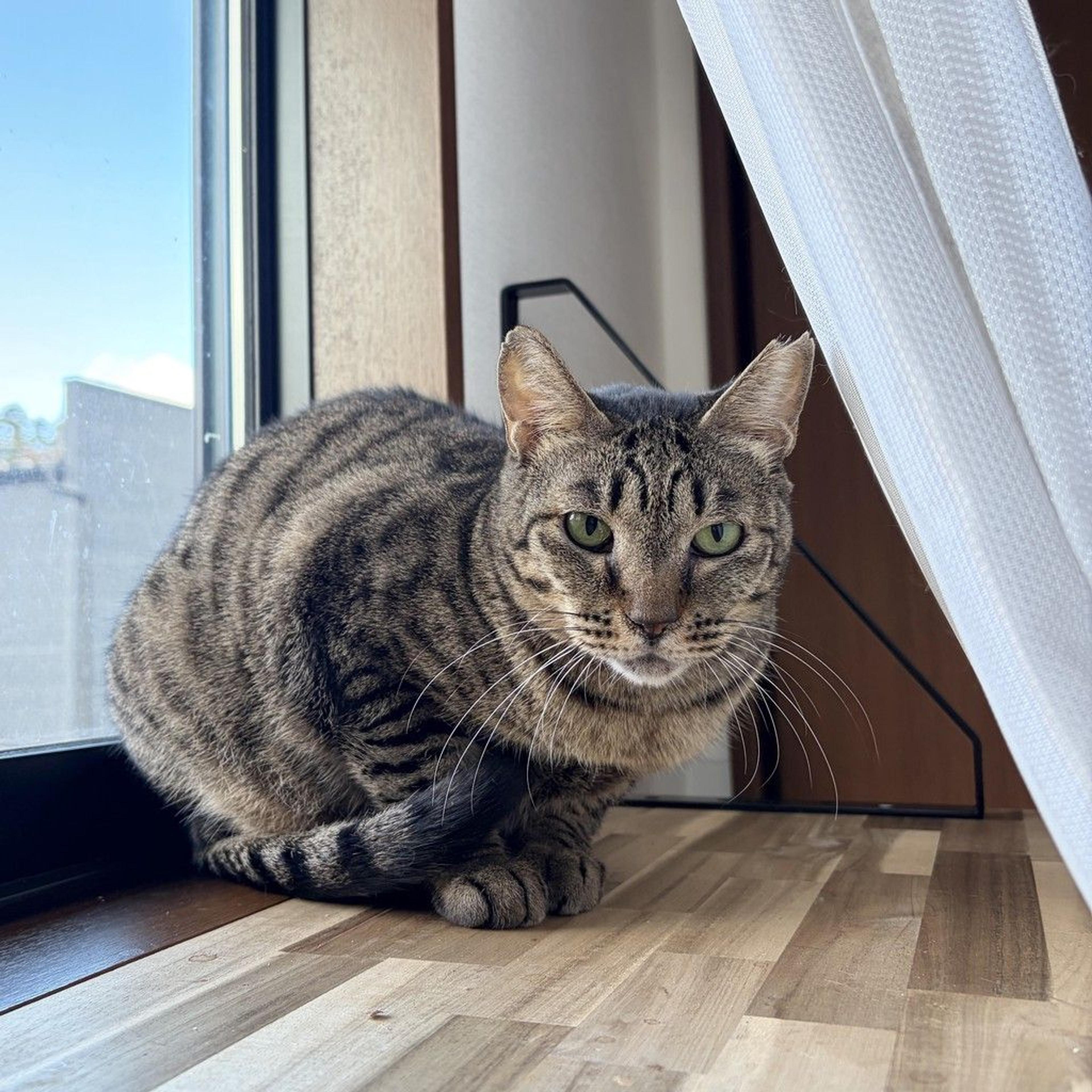 pet-image-7