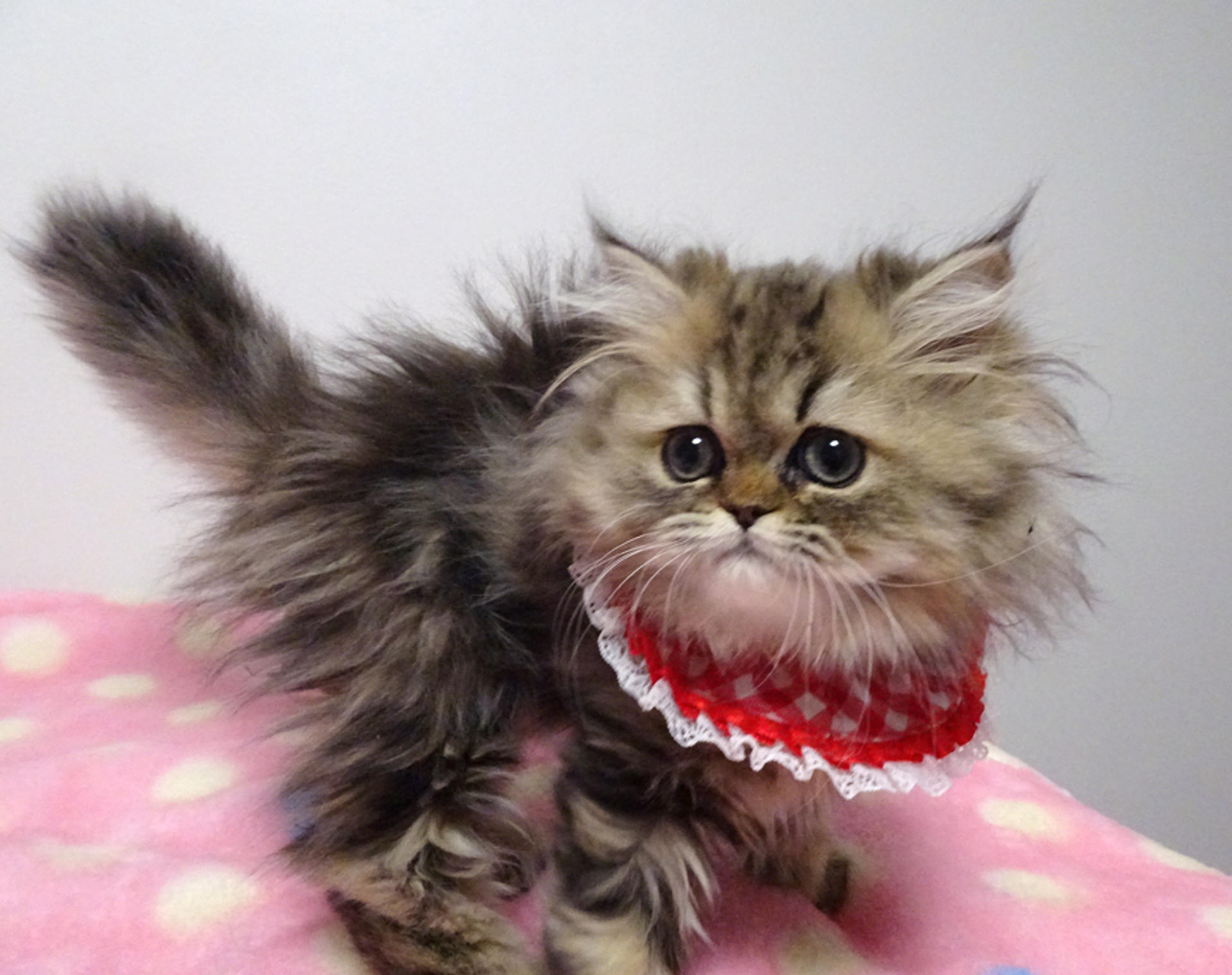 pet-image-3