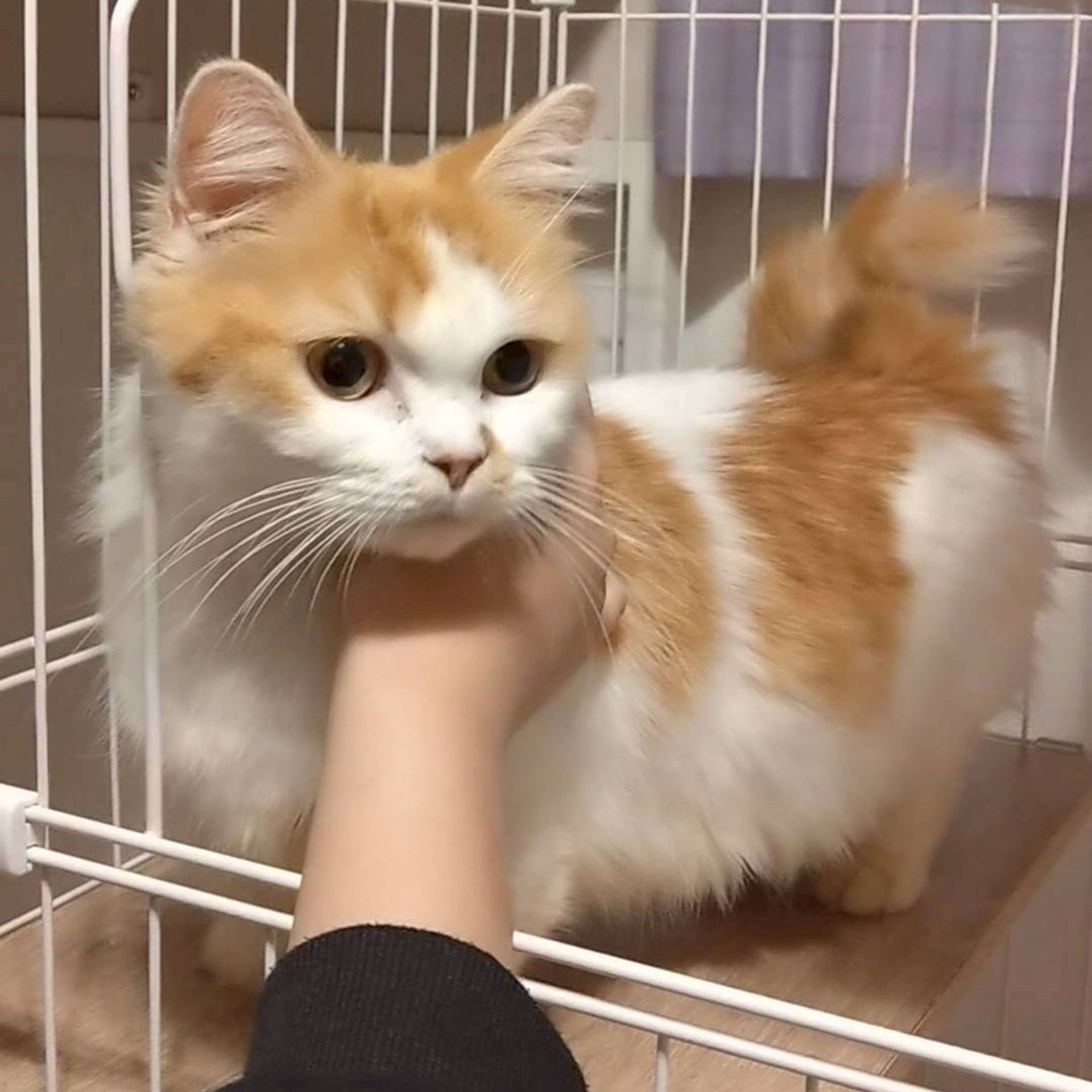 マンチカン・メスの里親募集の写真
